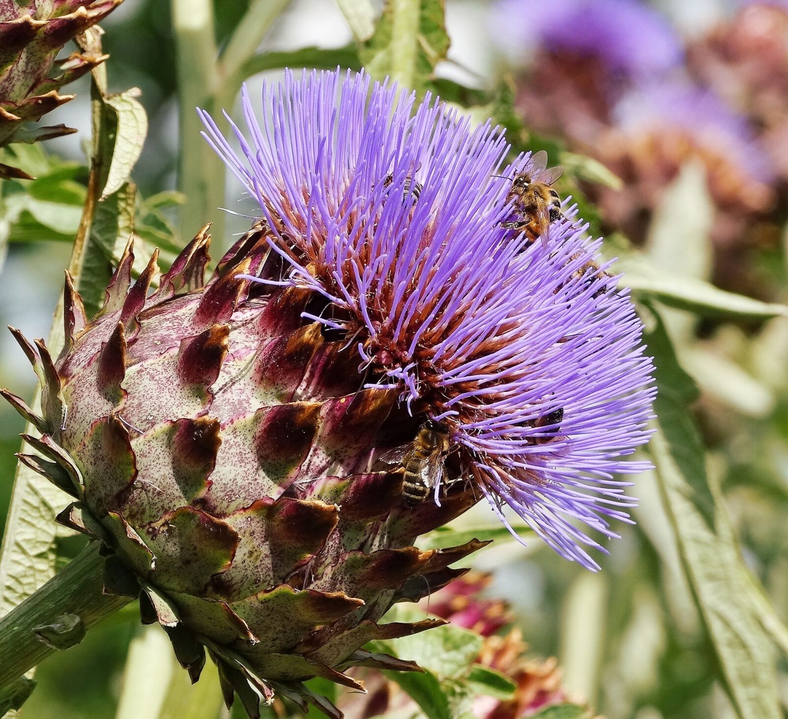 Sony Cyber-shot DSC-HX300 sample photo. Bee, purple, artichoke photography