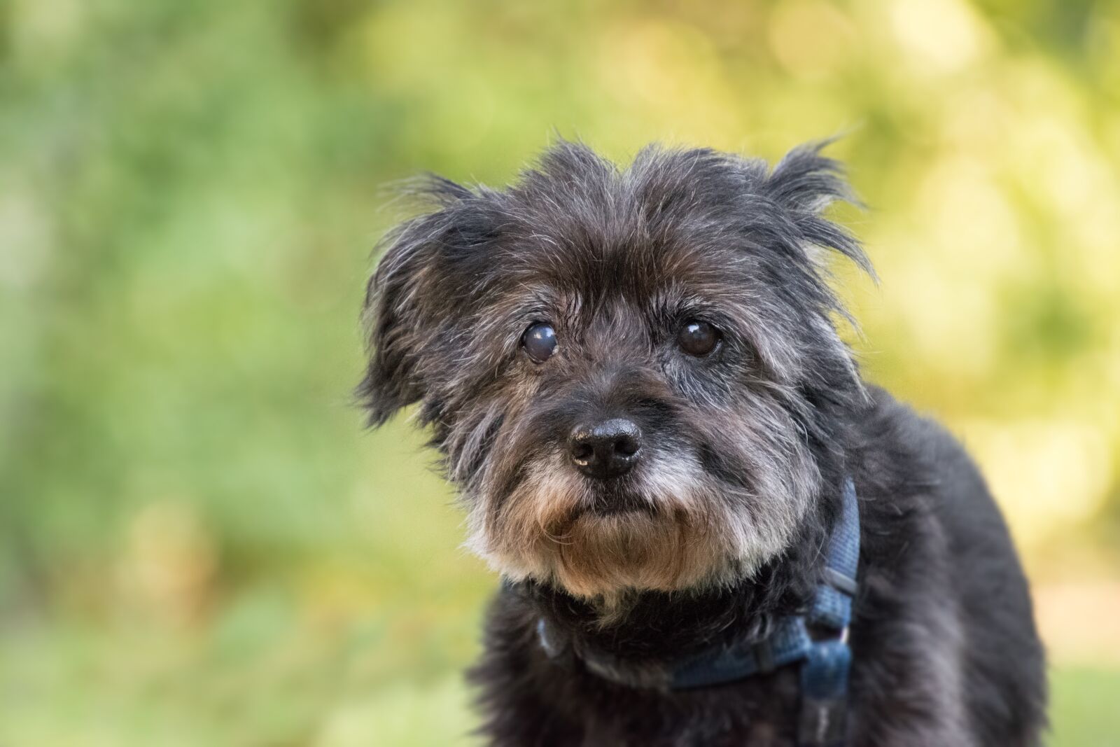 Nikon D3300 sample photo. Dog, old, hybrid photography