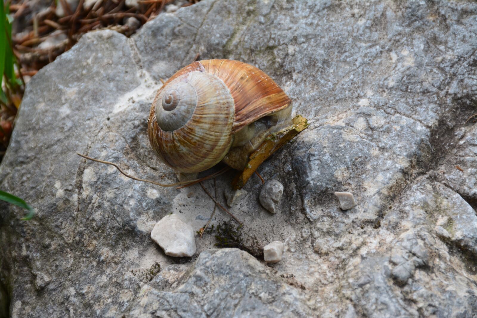 Nikon D5200 sample photo. Snail, mollusc, nature photography