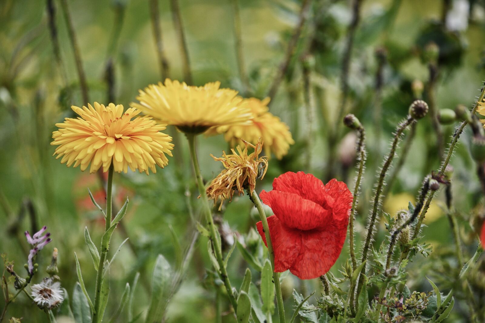 Nikon D5200 sample photo. Flowers, flora, fields photography