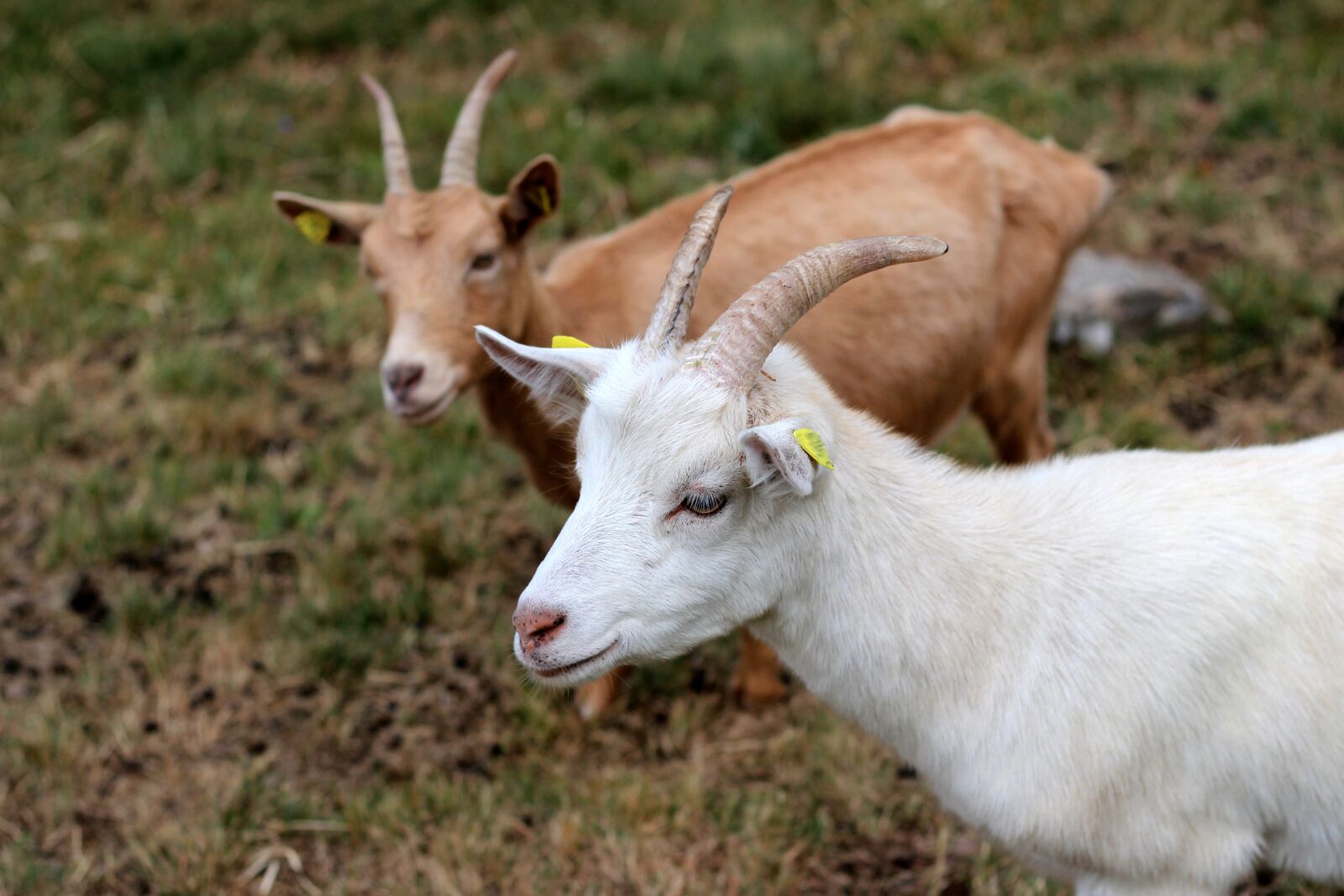 Canon EOS 600D (Rebel EOS T3i / EOS Kiss X5) sample photo. Goat, billy goat, animal photography