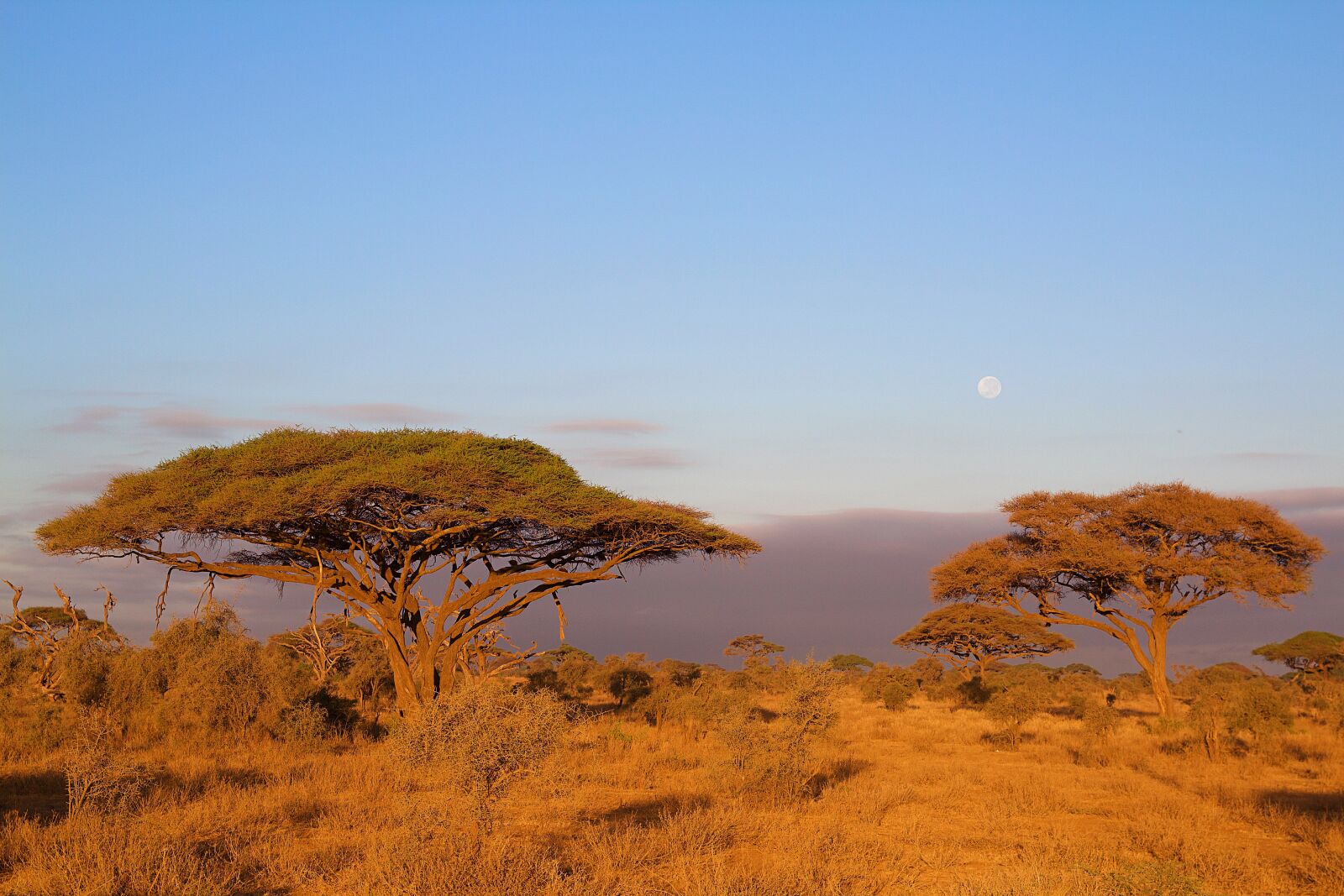 Canon EOS 600D (Rebel EOS T3i / EOS Kiss X5) sample photo. Africa, kilimanjaro, kenya photography