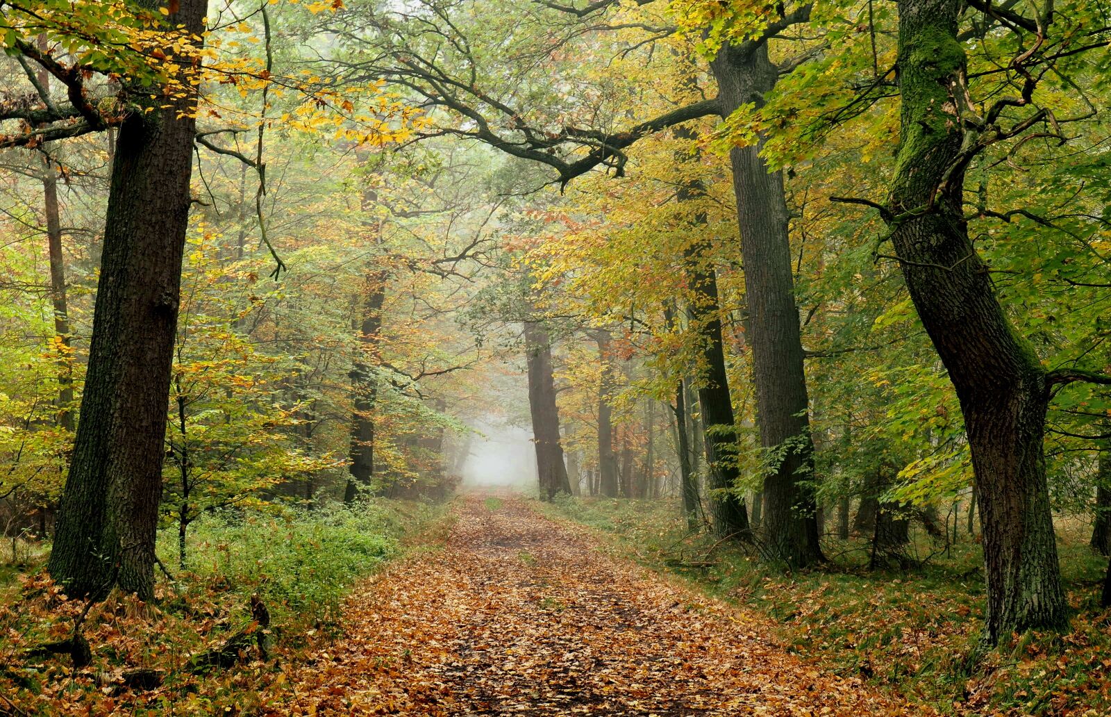 Olympus OM-D E-M10 II sample photo. Forest, autumn, tree photography
