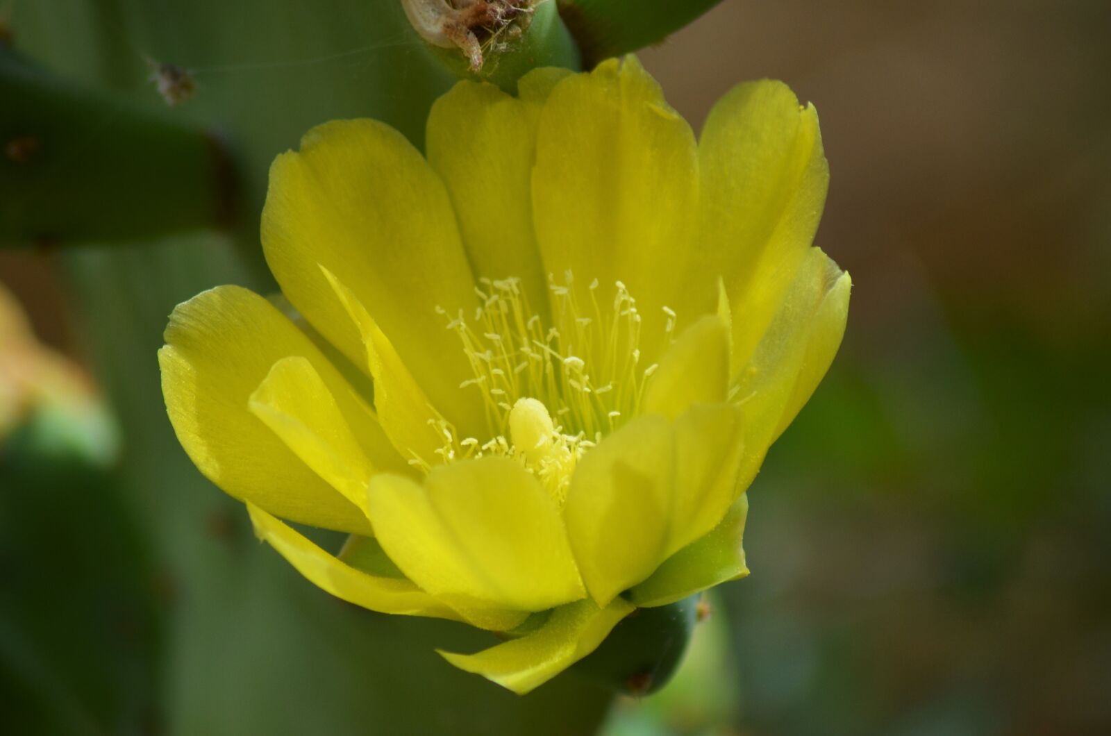 Nikon D5100 sample photo. Flower, cactus, cactus flower photography
