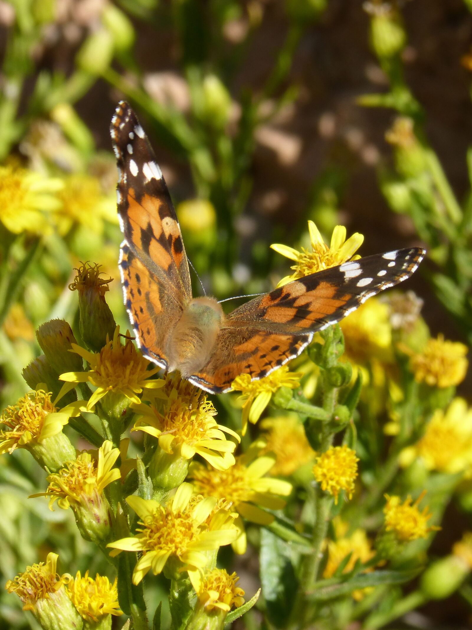 Panasonic DMC-FZ62 sample photo. Butterfly, libar, flower photography
