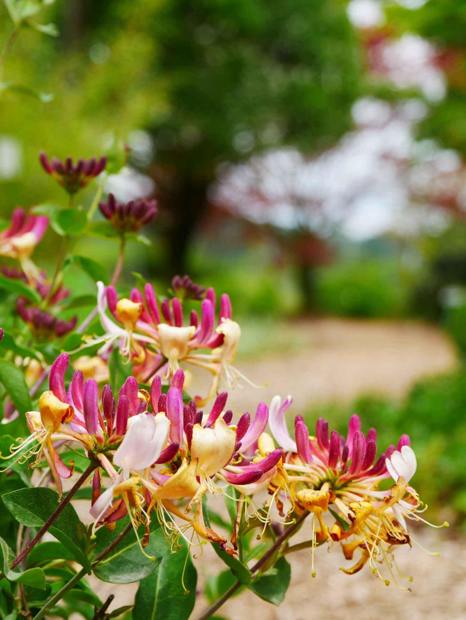 Panasonic Lumix DMC-GX85 (Lumix DMC-GX80 / Lumix DMC-GX7 Mark II) sample photo. Garden, blossom, bloom photography