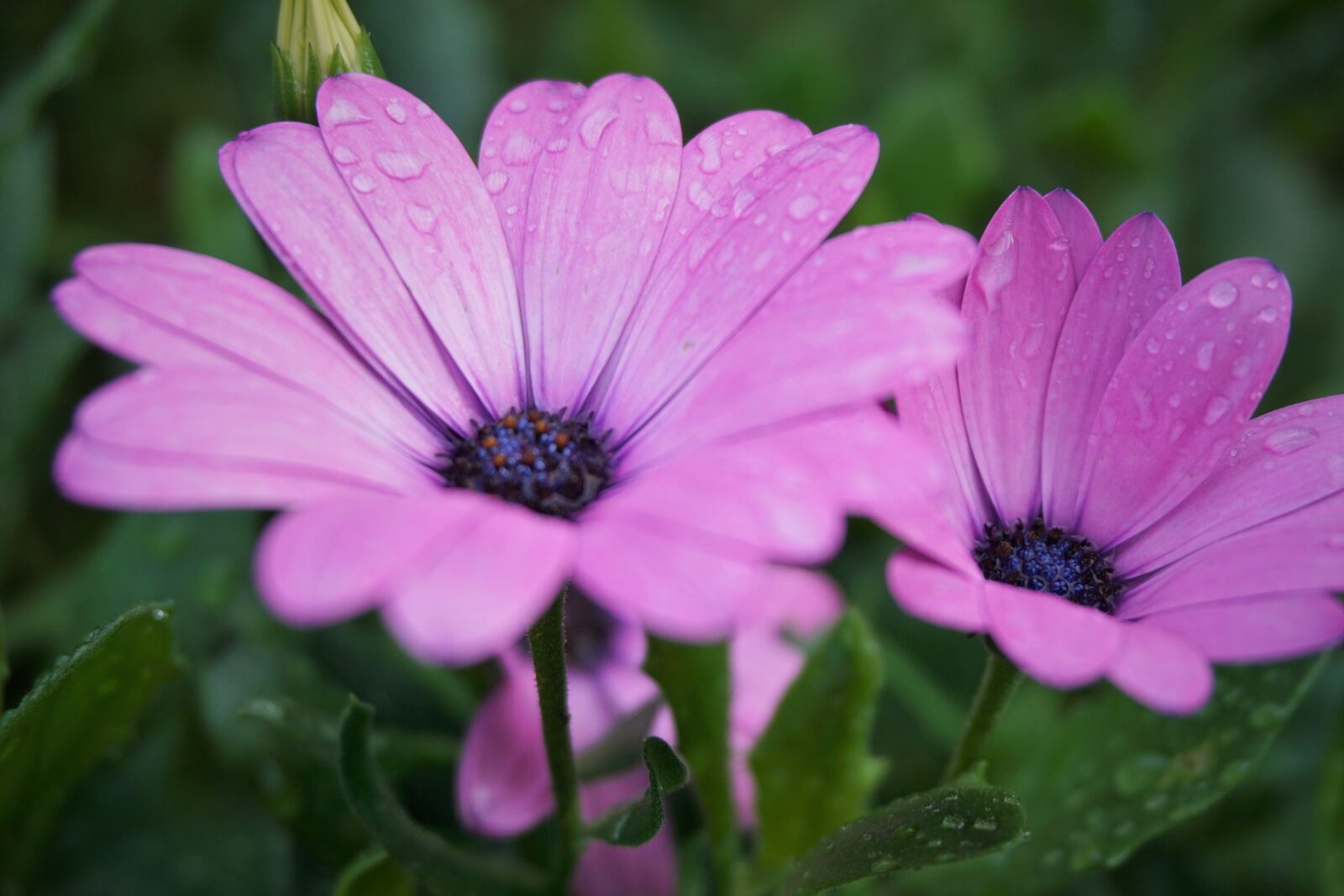 Sony a6000 sample photo. Flower, pink, drop of photography