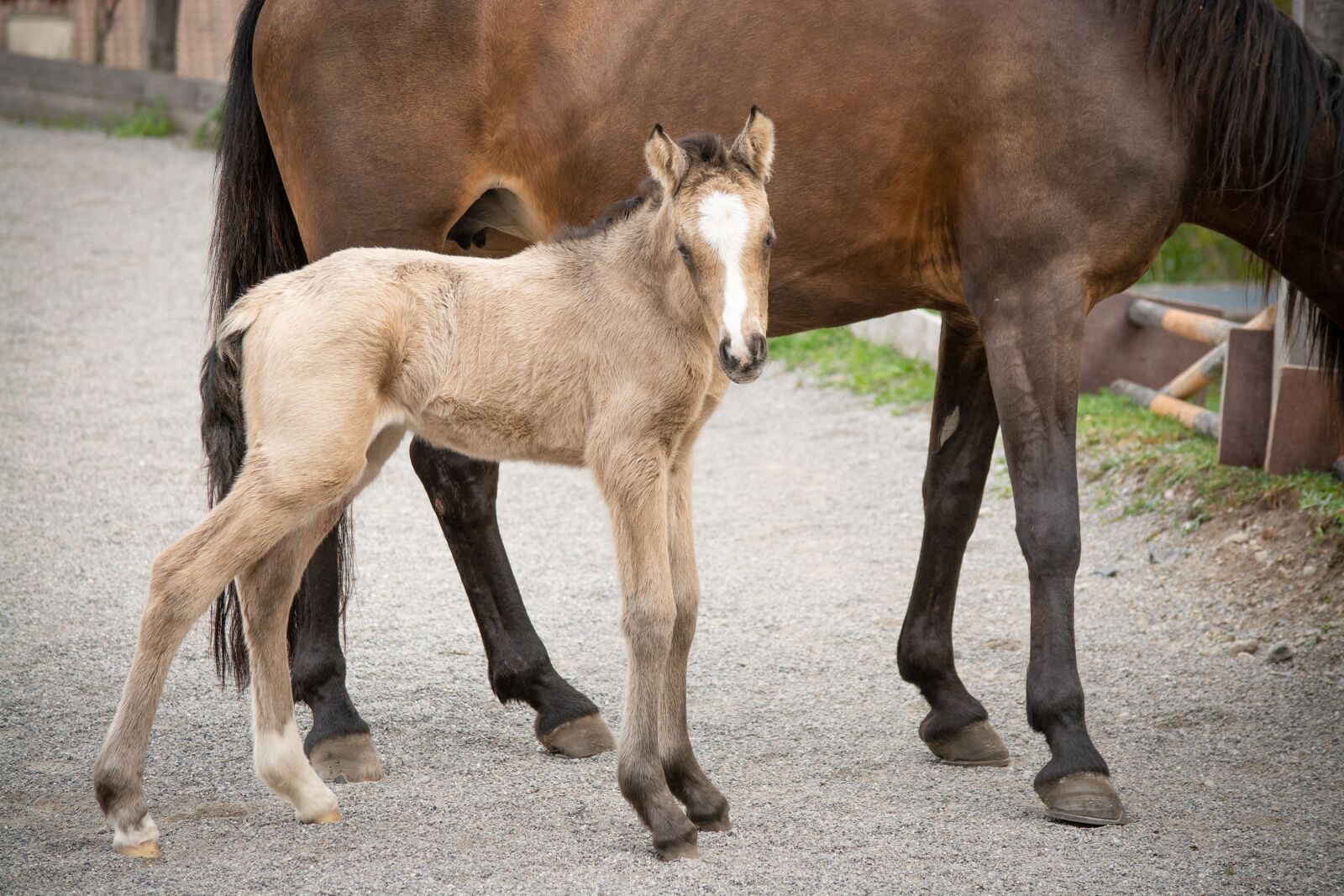 Nikon D7100 sample photo. Foal, newborn, young animal photography