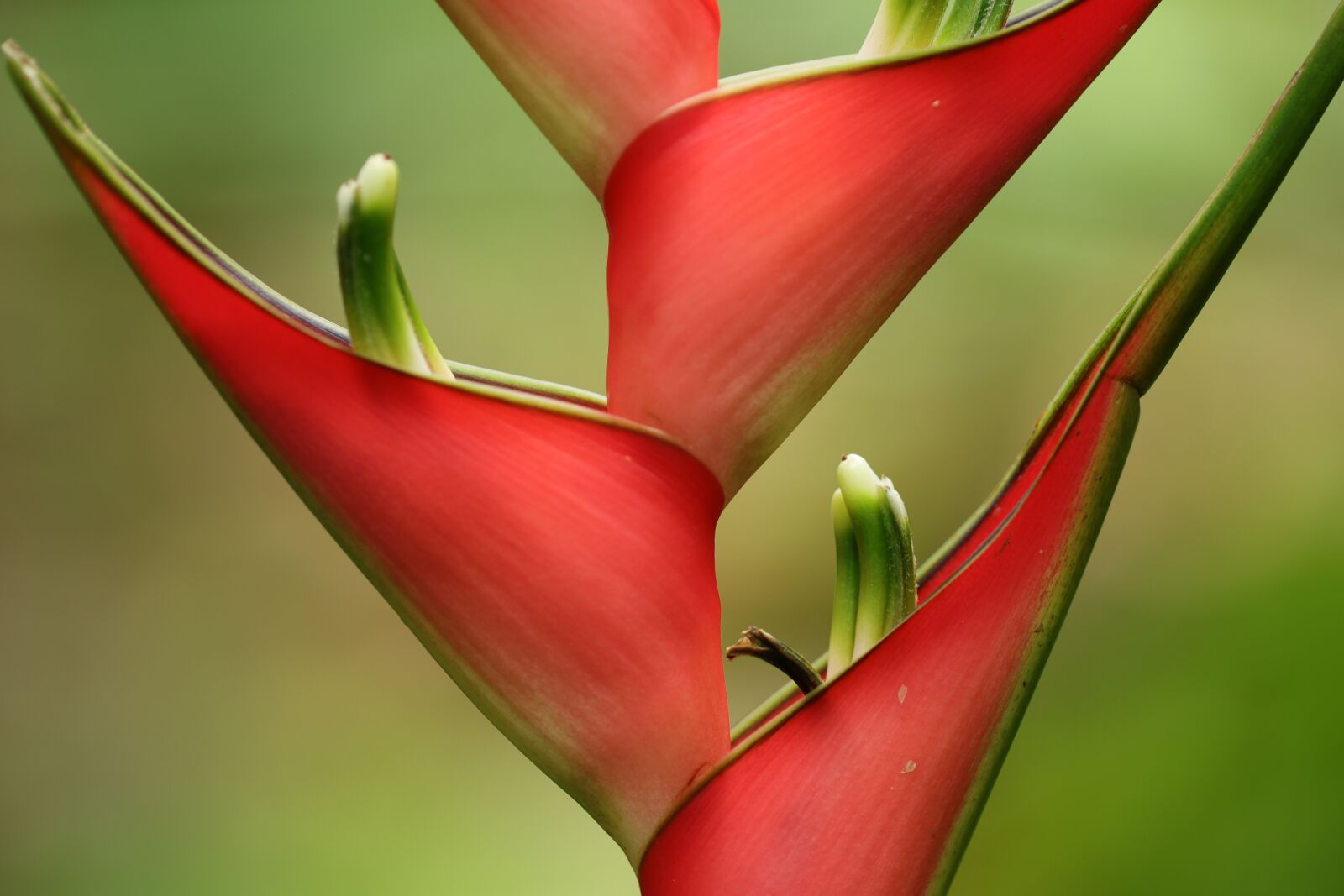 Canon EF 100mm F2.8L Macro IS USM sample photo. Flower, tropical, exotic photography