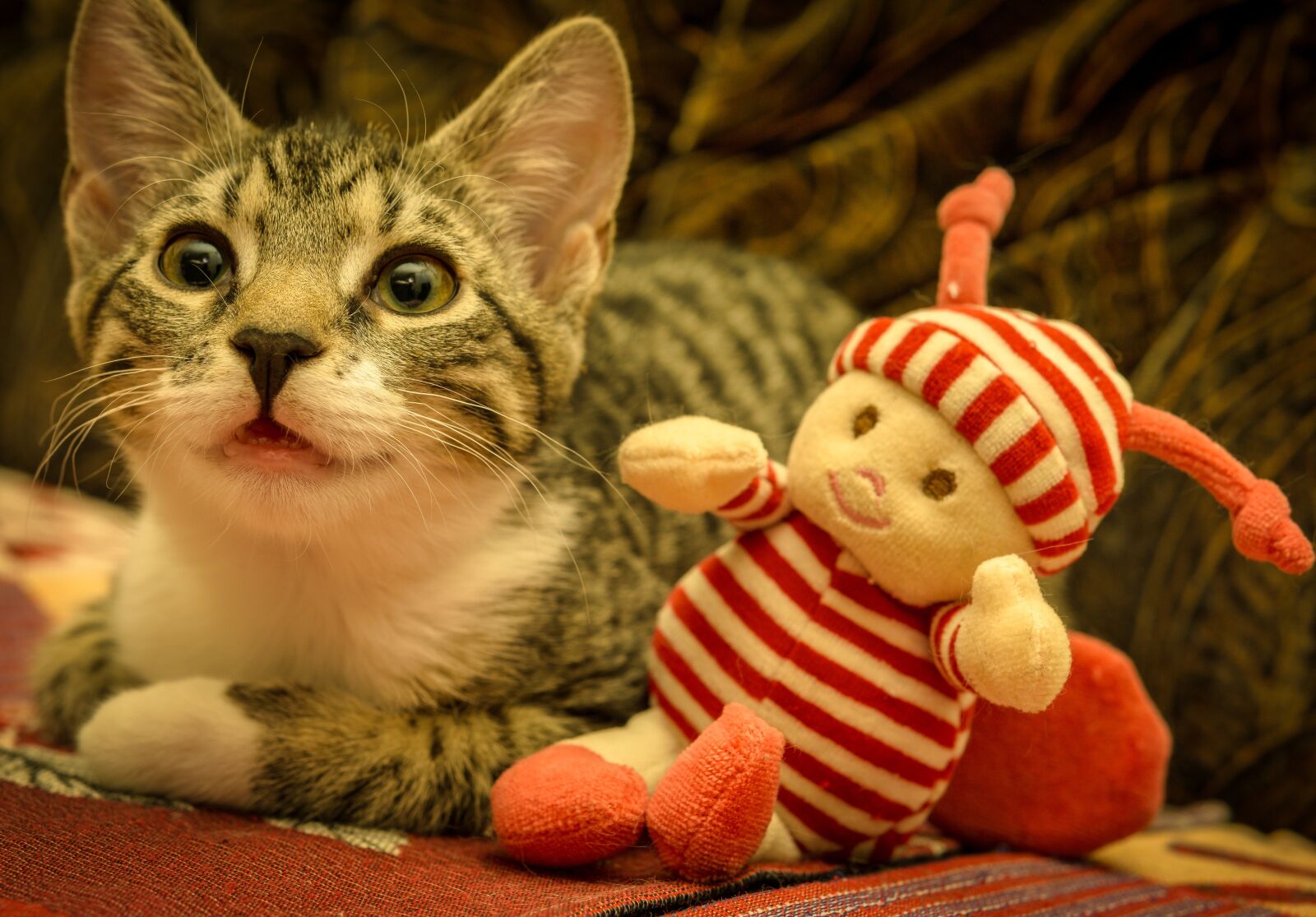 Sony a6000 sample photo. Cat, mackerel, lying photography