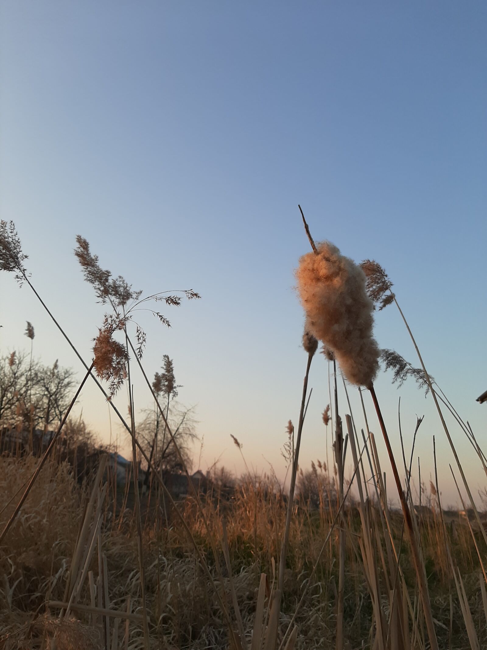 Samsung Galaxy A50 sample photo. Flowers, pooh, sky photography