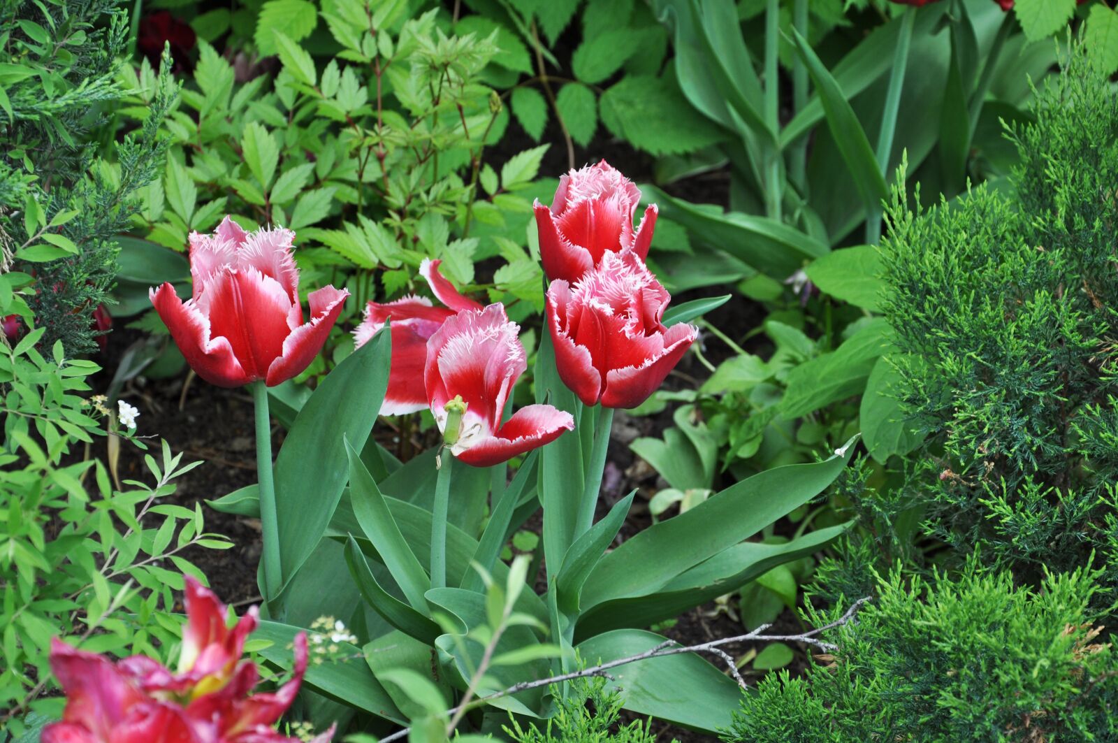 Nikon D5000 sample photo. Tulip, flower, spring photography