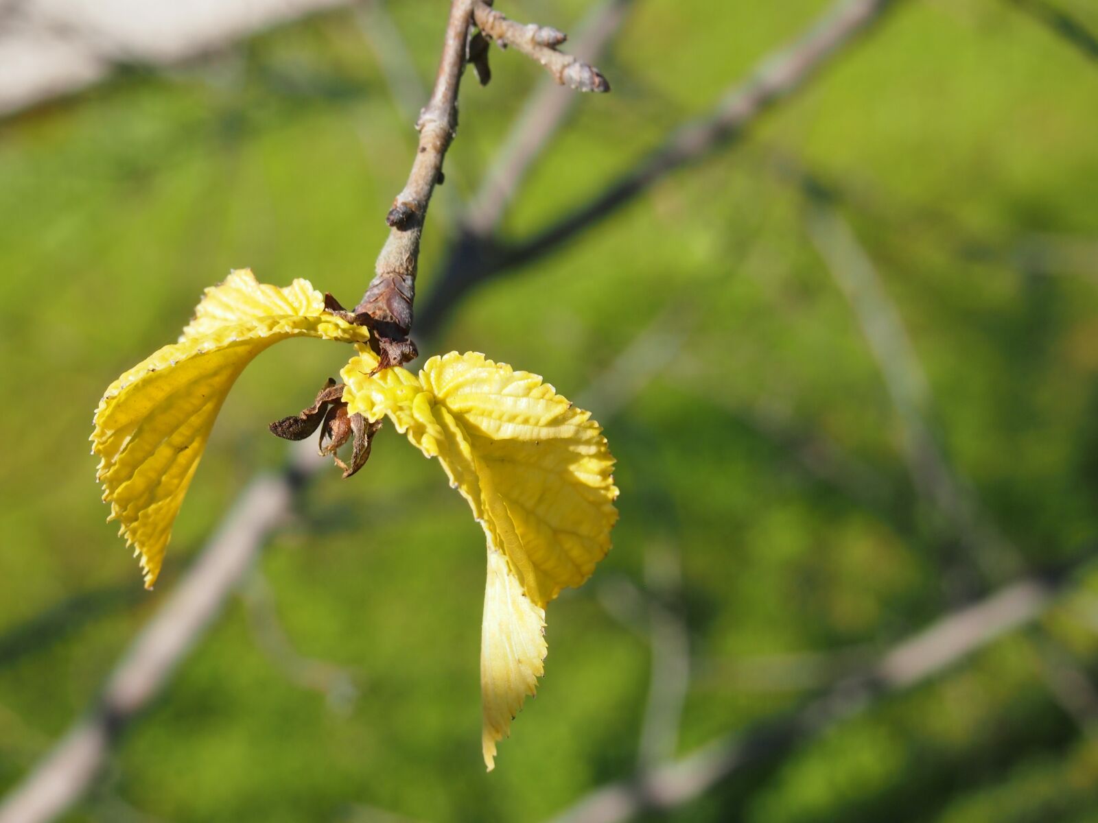 Olympus PEN E-PM1 sample photo. Leaf, growth, nature photography