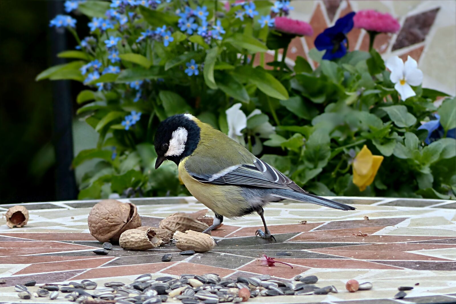Panasonic Lumix DMC-FZ200 sample photo. Tit, parus major, bird photography