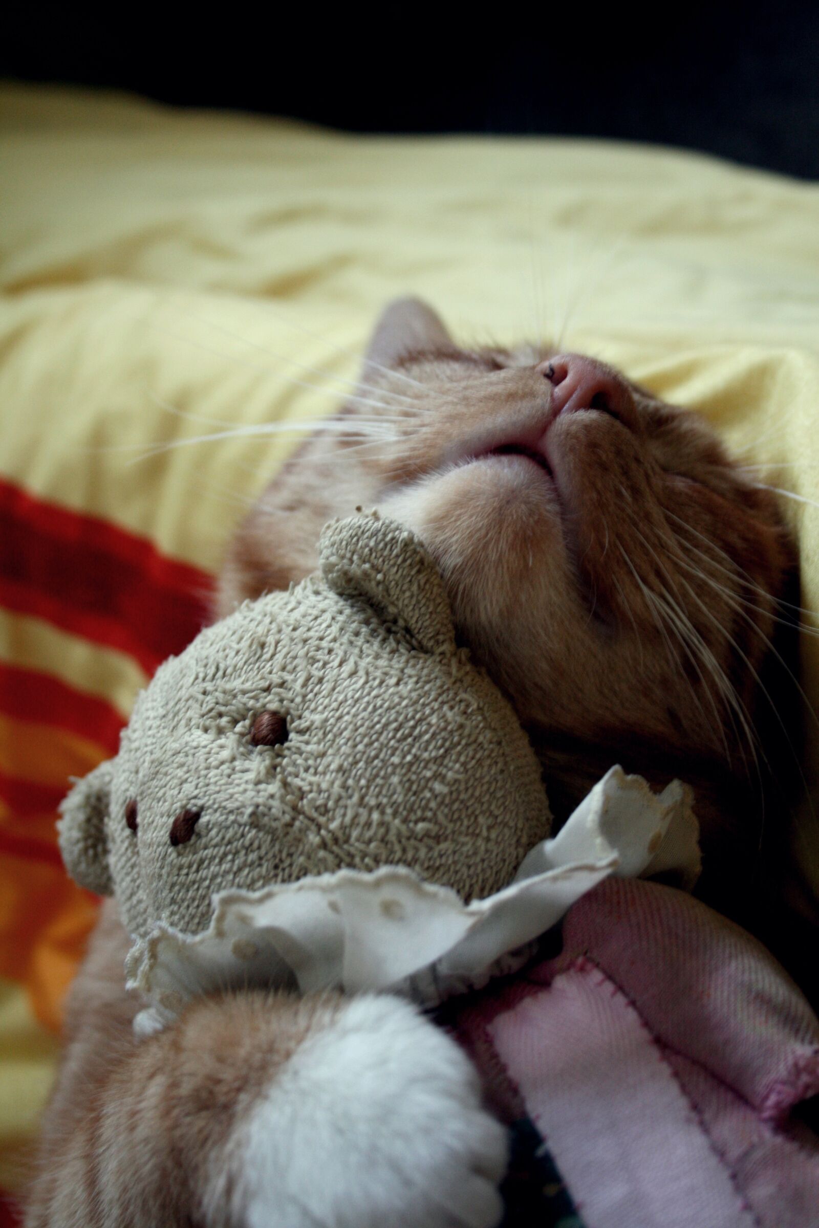 Canon EOS 400D (EOS Digital Rebel XTi / EOS Kiss Digital X) sample photo. Cat, bed, snuggle photography