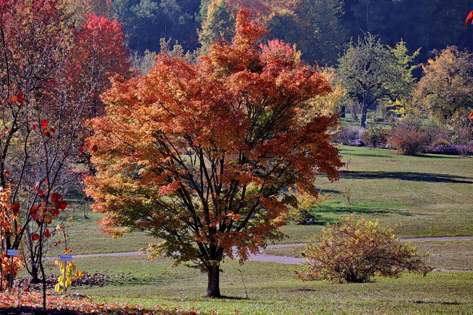 Canon EOS M50 (EOS Kiss M) sample photo. Maple, autumn, emerge photography