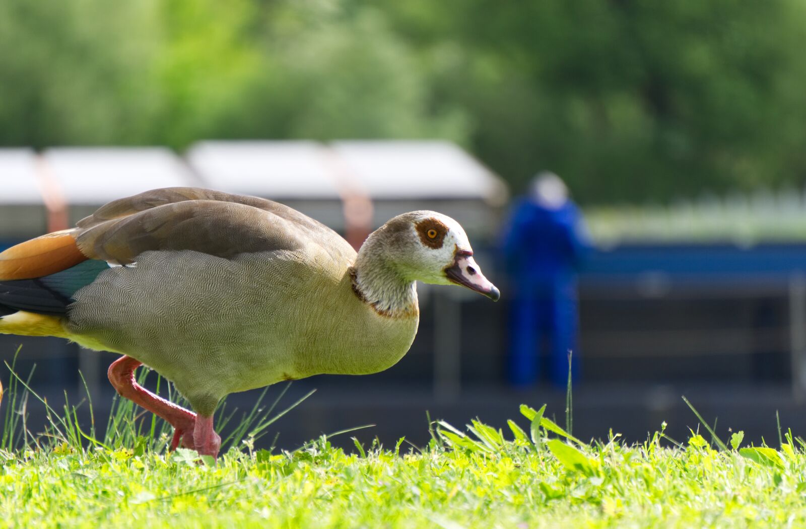 Sony a6000 sample photo. Nilgans, duck, animal photography