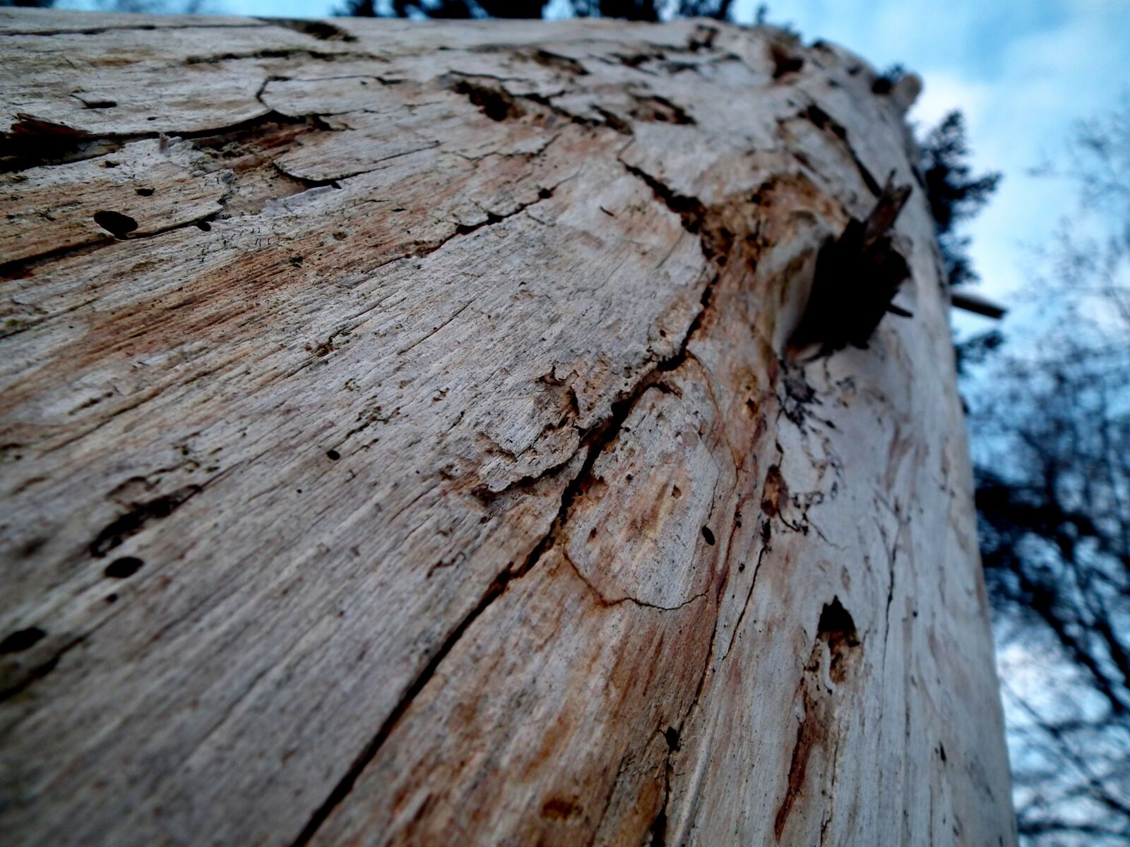 FujiFilm FinePix HS10 (FinePix HS11) sample photo. Tree trunks, wood, forest photography