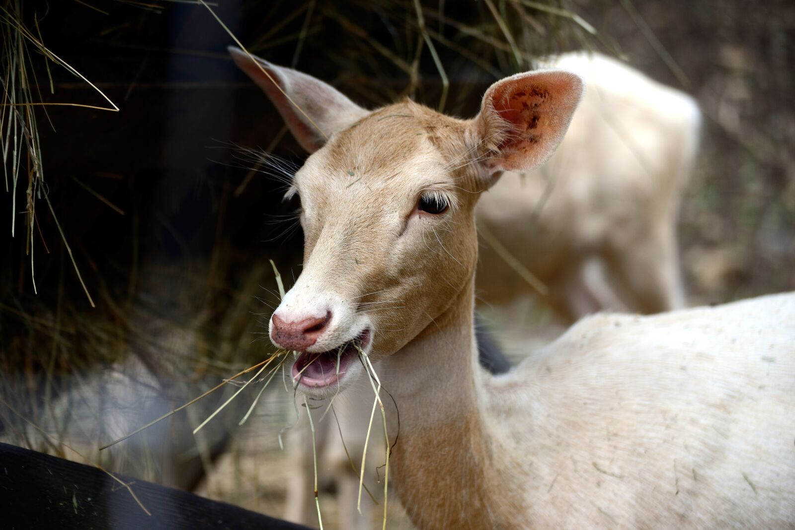 Nikon D610 sample photo. Fallow deer, white fallow photography