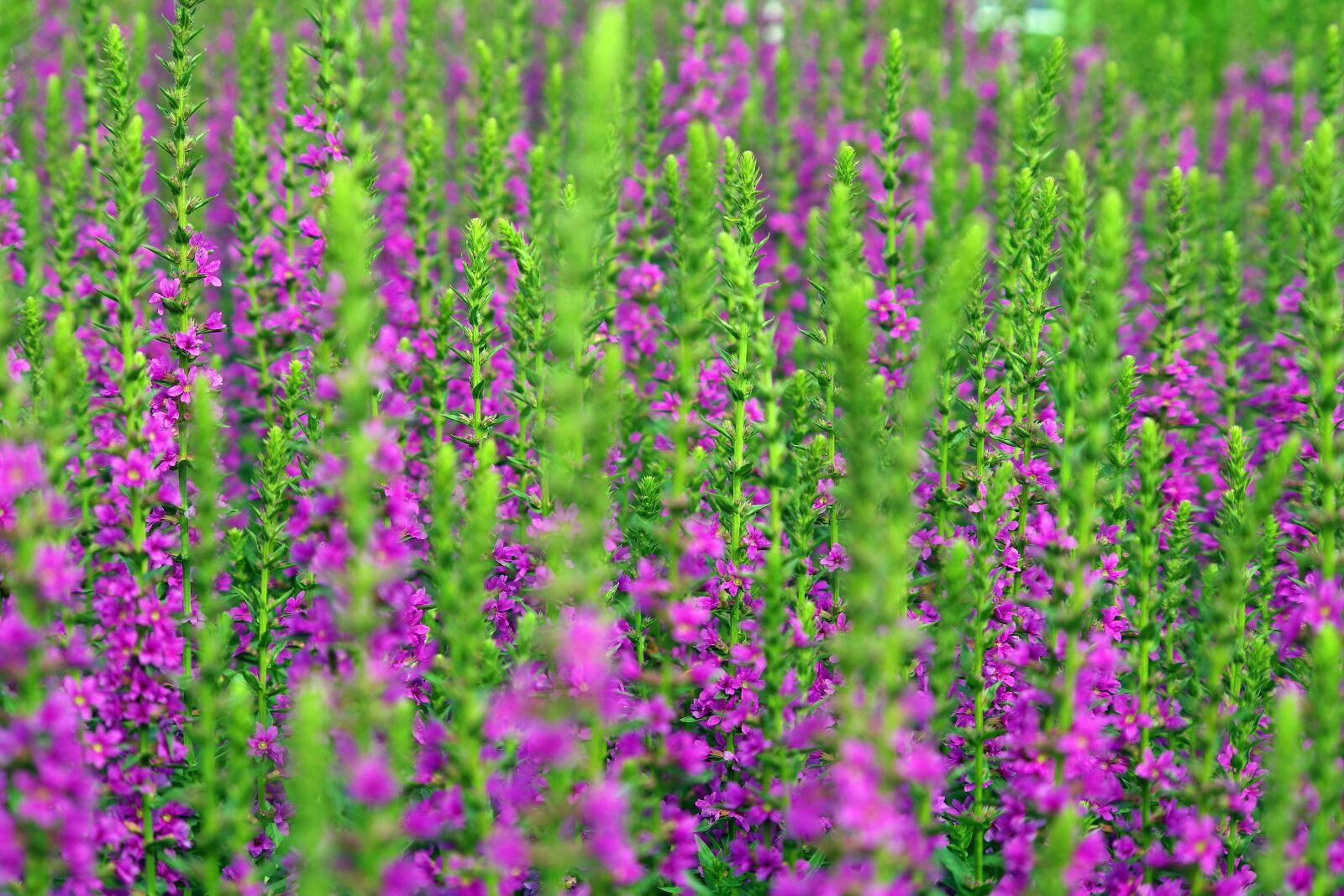 Pentax K-S2 sample photo. Lavender, summer, nature photography