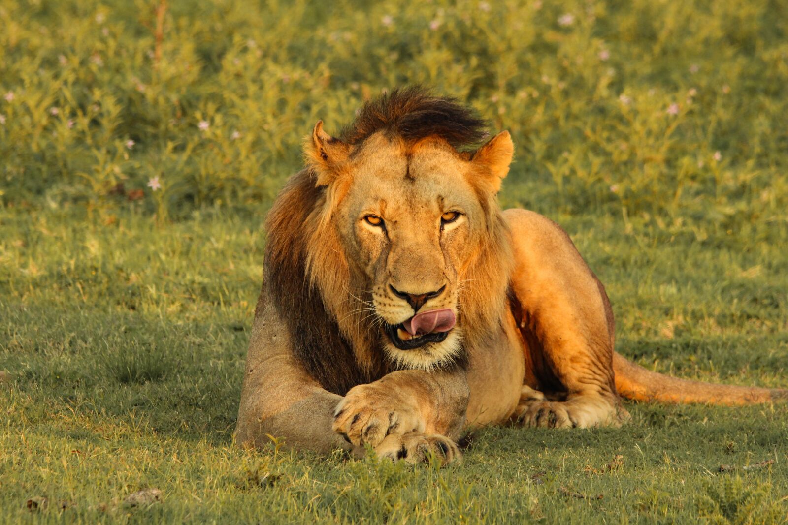 Canon EOS 100D (EOS Rebel SL1 / EOS Kiss X7) sample photo. Lion, licking, lips photography