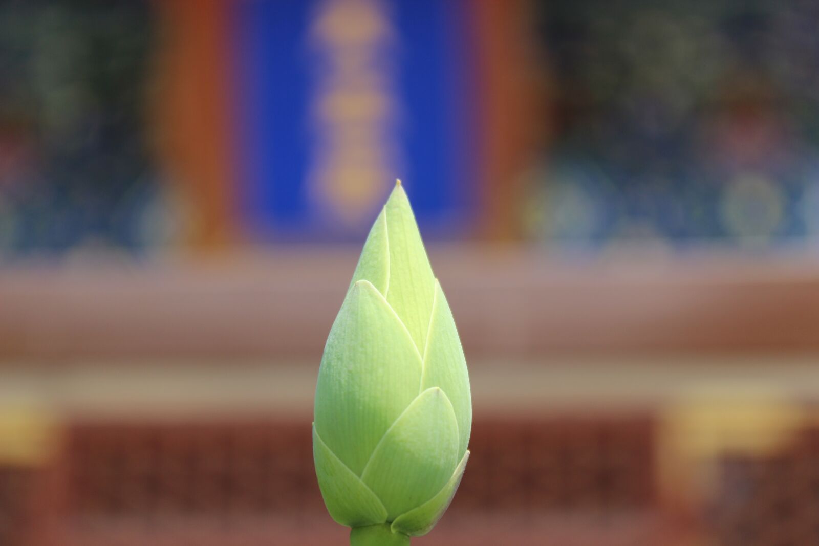 Canon EOS 600D (Rebel EOS T3i / EOS Kiss X5) sample photo. Flower, bud, lotus photography