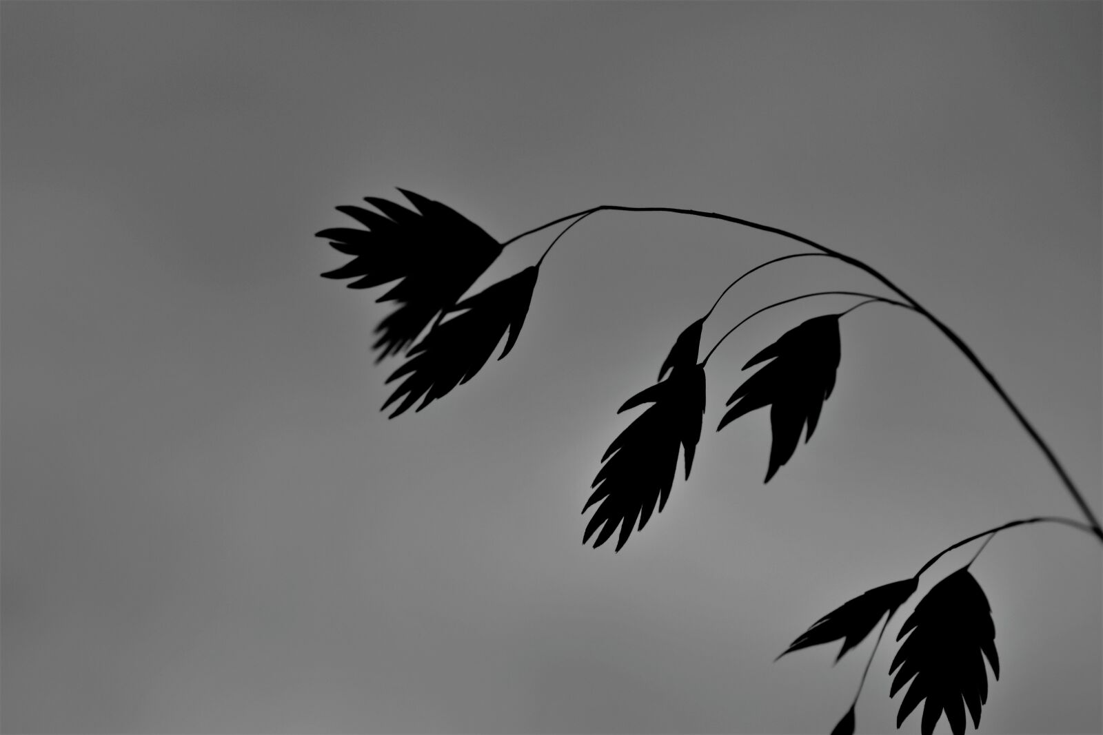 Nikon D5500 sample photo. Grass, plant, black and photography