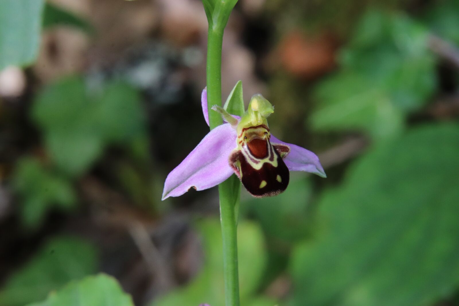 Canon EOS 800D (EOS Rebel T7i / EOS Kiss X9i) sample photo. Orchids, nature, field photography