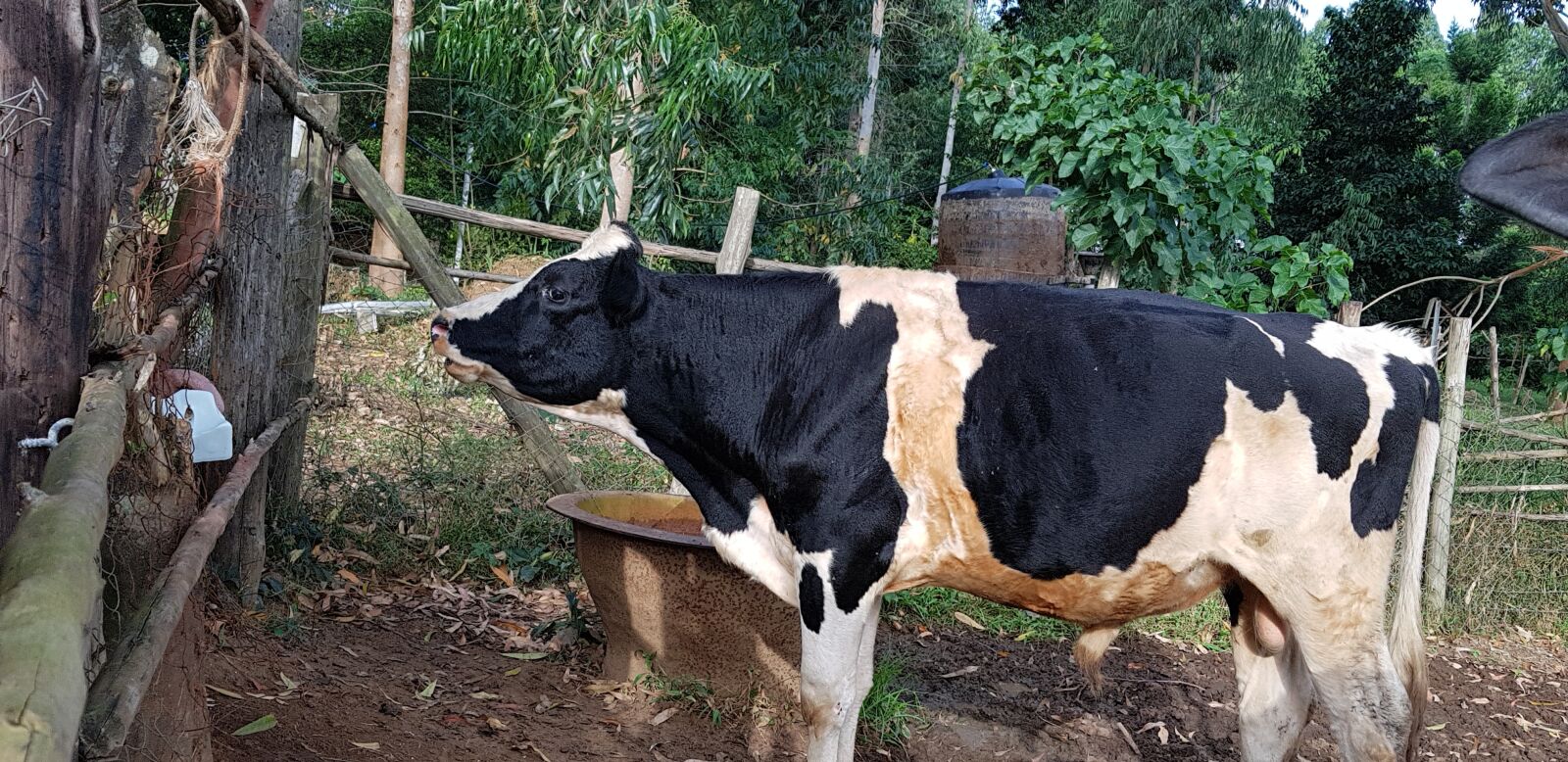 Samsung Galaxy S8+ sample photo. Animal, bull, farm photography