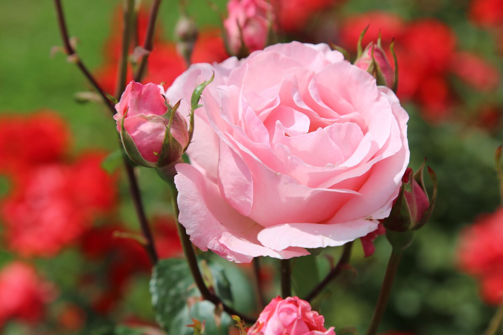 Canon EOS 5D Mark III sample photo. Rose, spring, pink roses photography