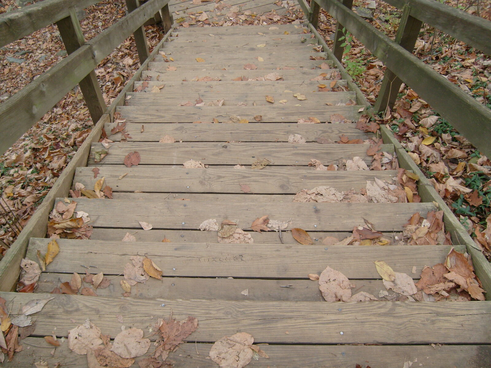 Samsung KENOX S730  / Samsung S730 sample photo. Autumn, leaves, stairs photography