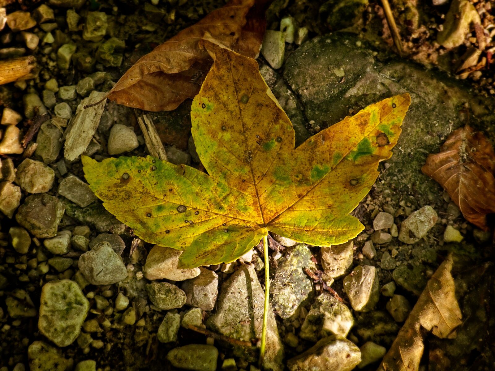 Nikon D7100 sample photo. Leaves, leaf, autumn photography
