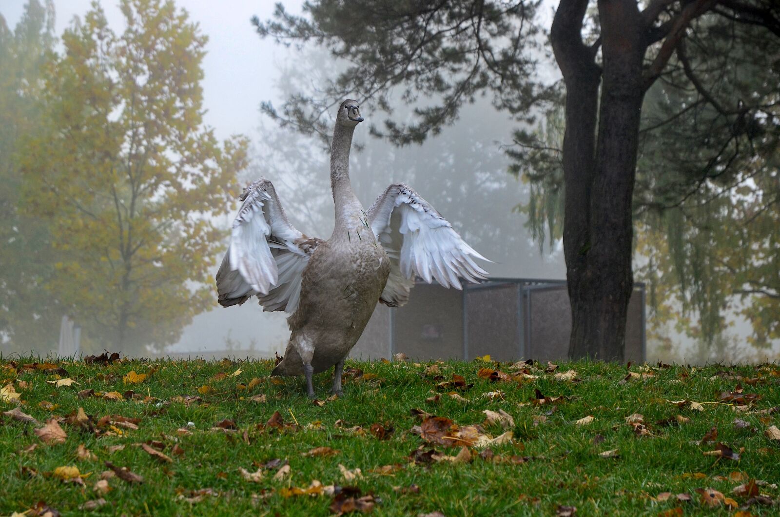 Nikon D7000 sample photo. Pride, swan, nature photography