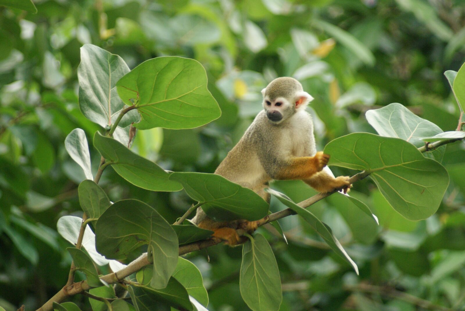 Sony Alpha DSLR-A200 sample photo. Monkey, nature, zoo photography