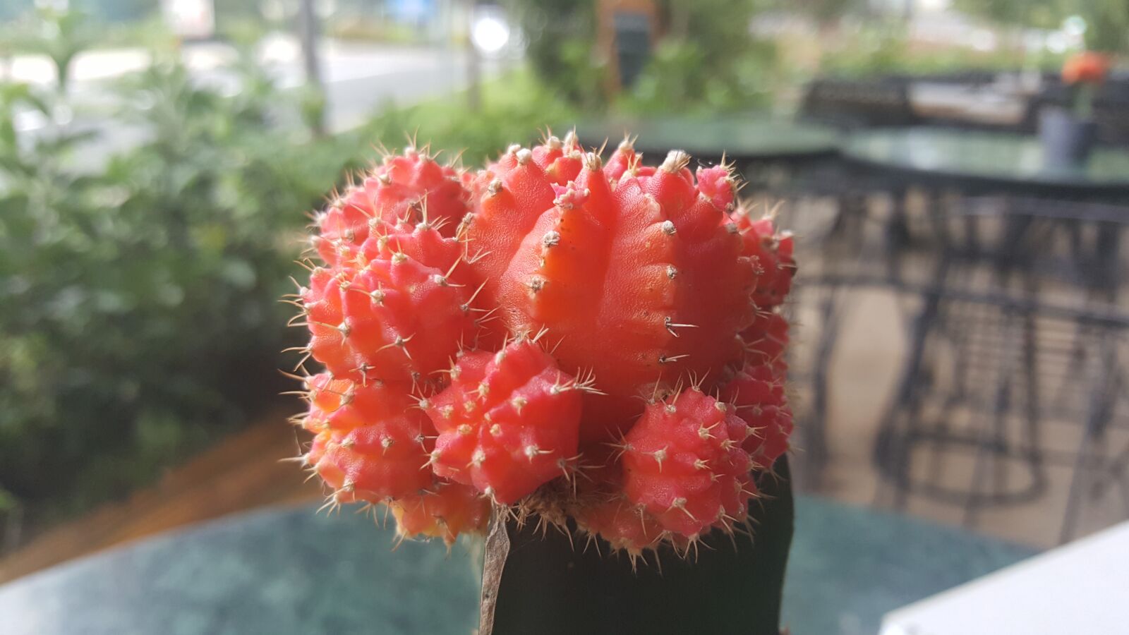 Samsung Galaxy Note5 sample photo. Nature, plant, outdoor photography