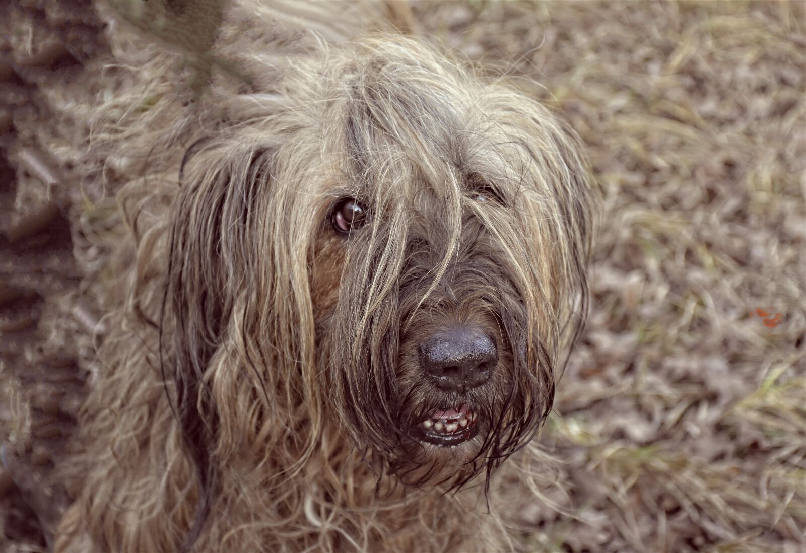 Nikon D7200 sample photo. Dog, pet, cute photography