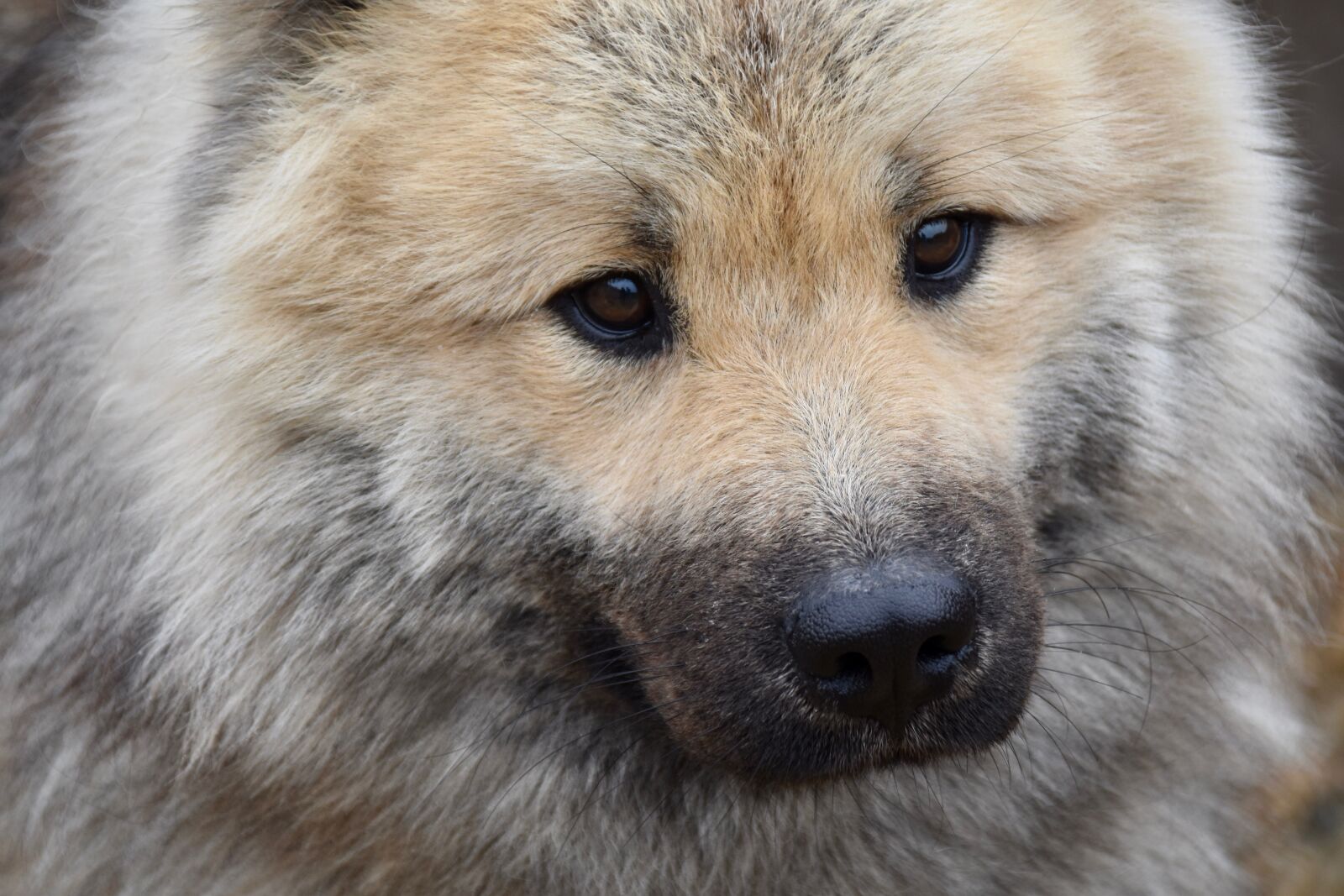 Nikon D5600 sample photo. Dog, dog eurasier, dog photography