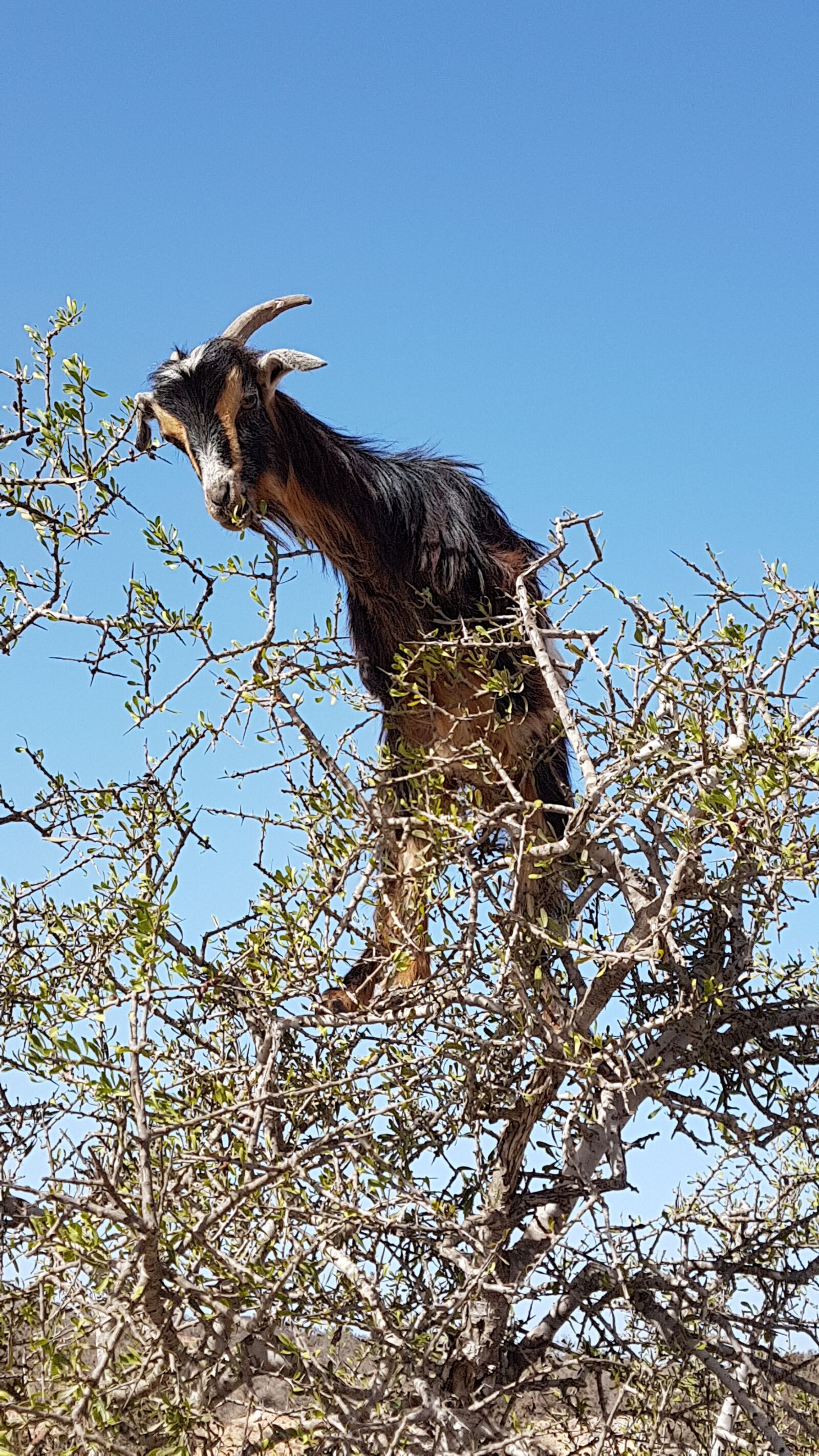 Samsung Galaxy S7 sample photo. Arganziege, argan tree, goat photography