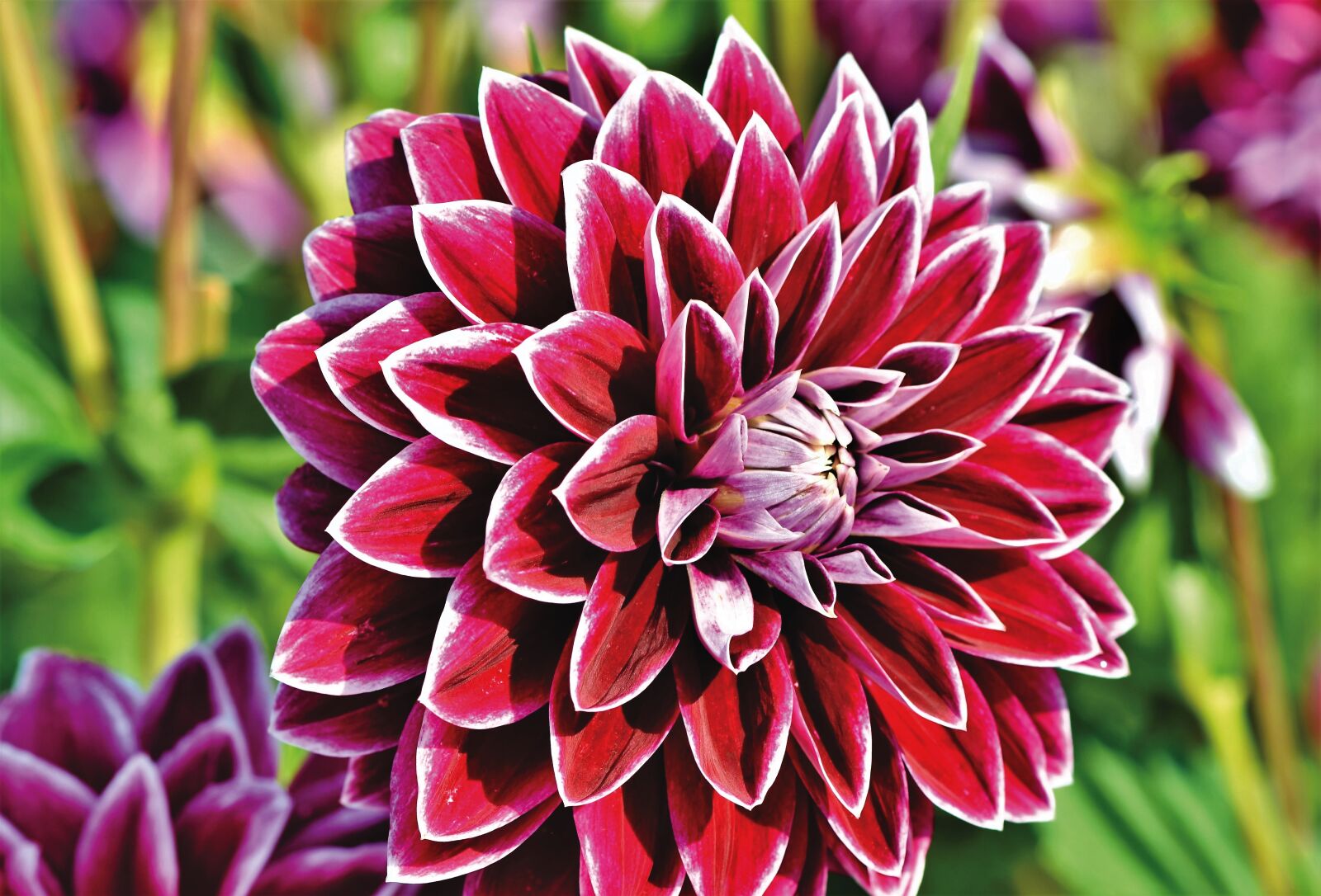 Nikon D7200 sample photo. Dahlia, dahlias bud, flower photography