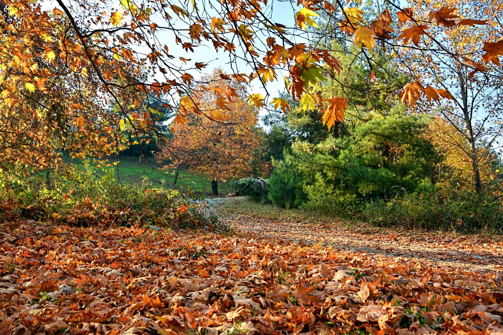 Nikon D7100 sample photo. Autumn, season, nature photography