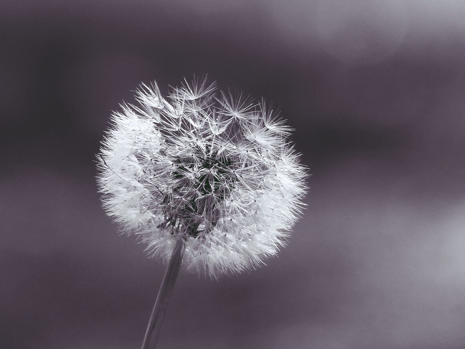 Panasonic Lumix DMC-FZ200 sample photo. Dandelion, plant, close up photography