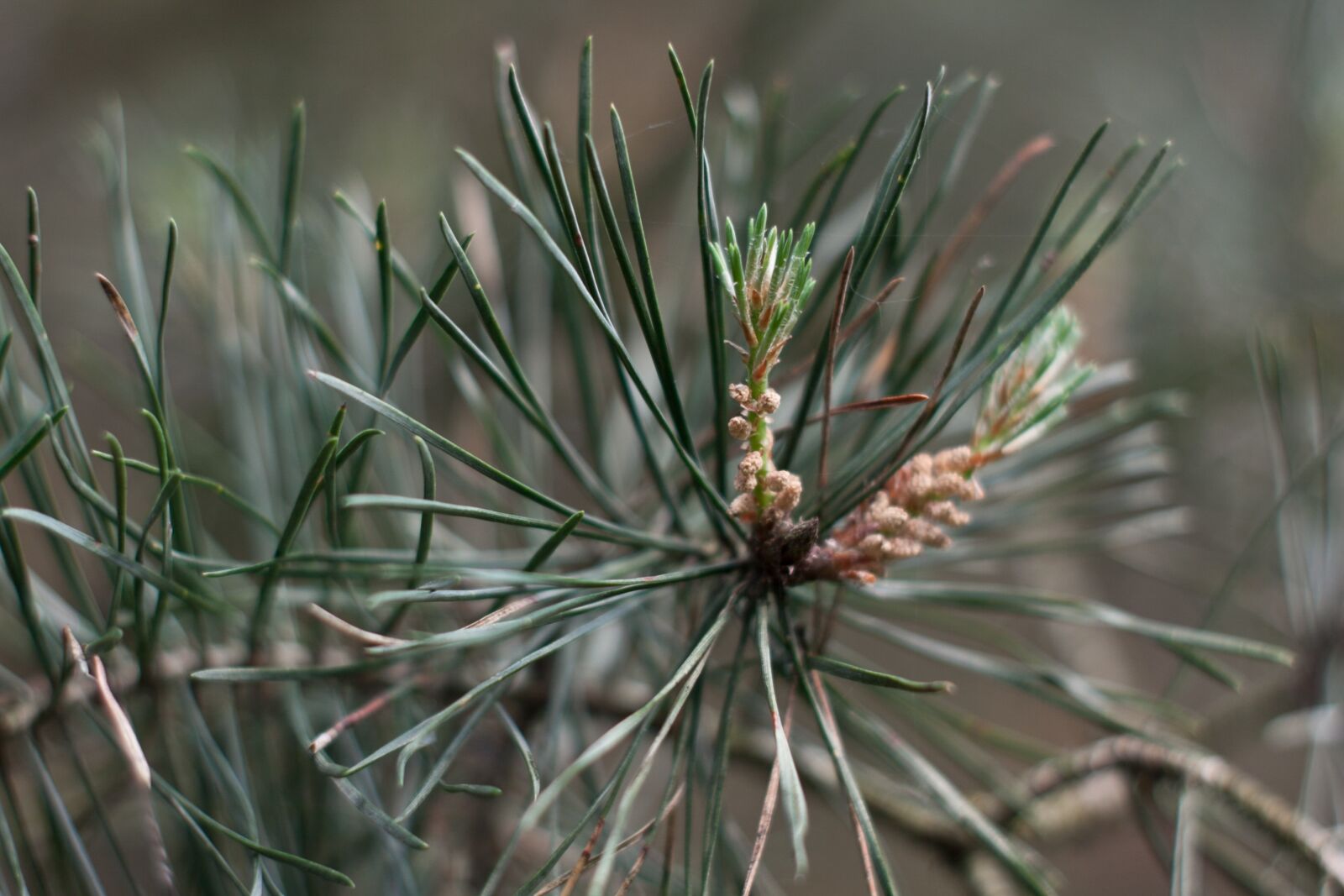 Canon EOS 50D sample photo. Scots pine, leaves, tree photography