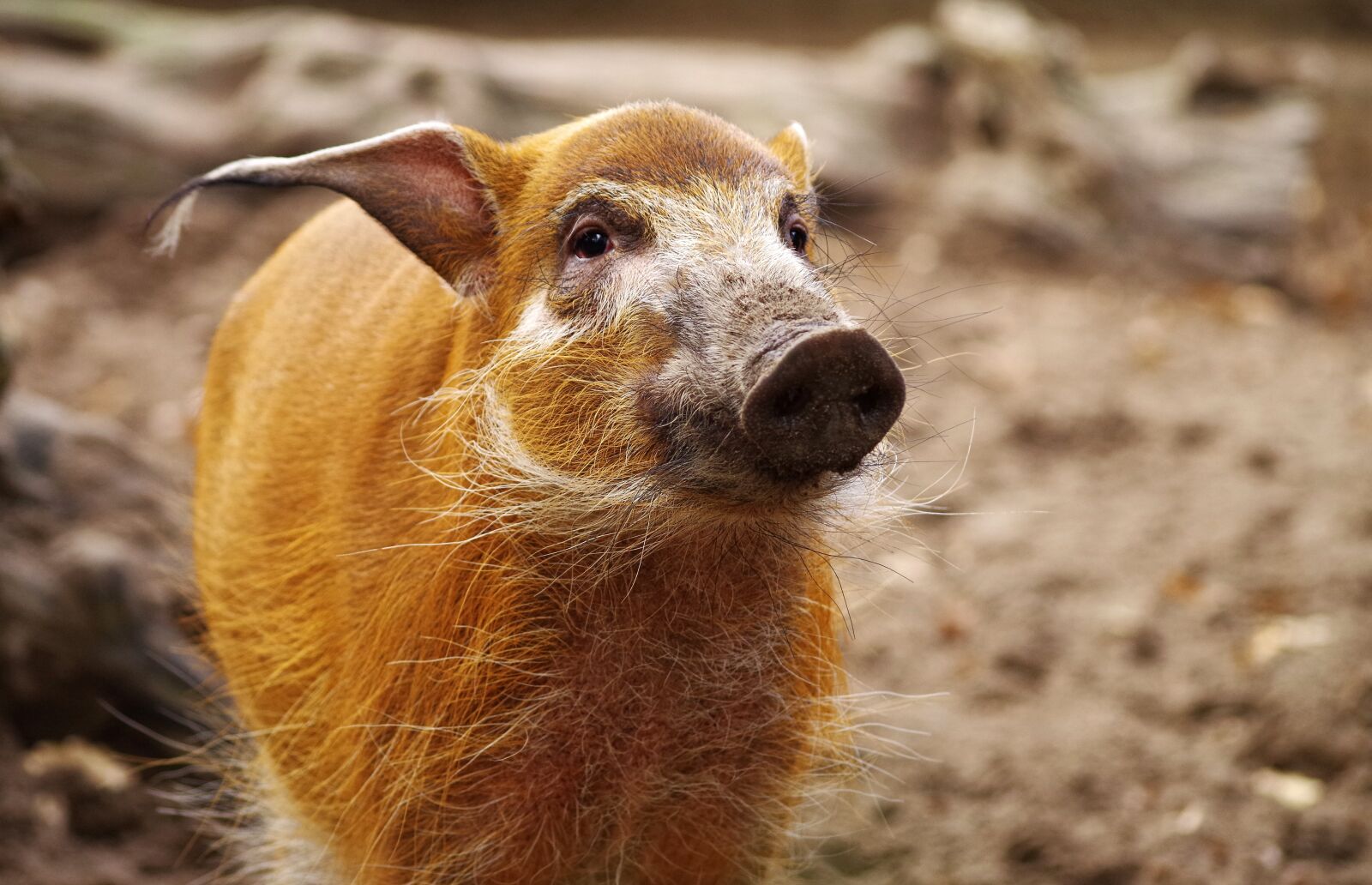 Pentax K-30 sample photo. Pig, brush ear pig photography