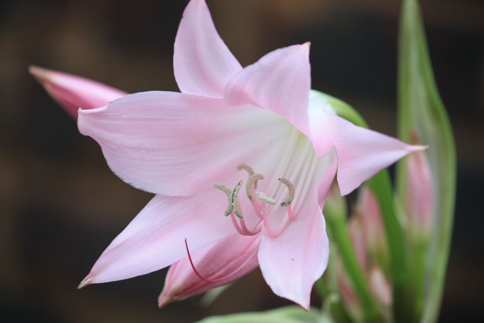 Canon EOS 450D (EOS Rebel XSi / EOS Kiss X2) sample photo. Lily, flower, pink photography