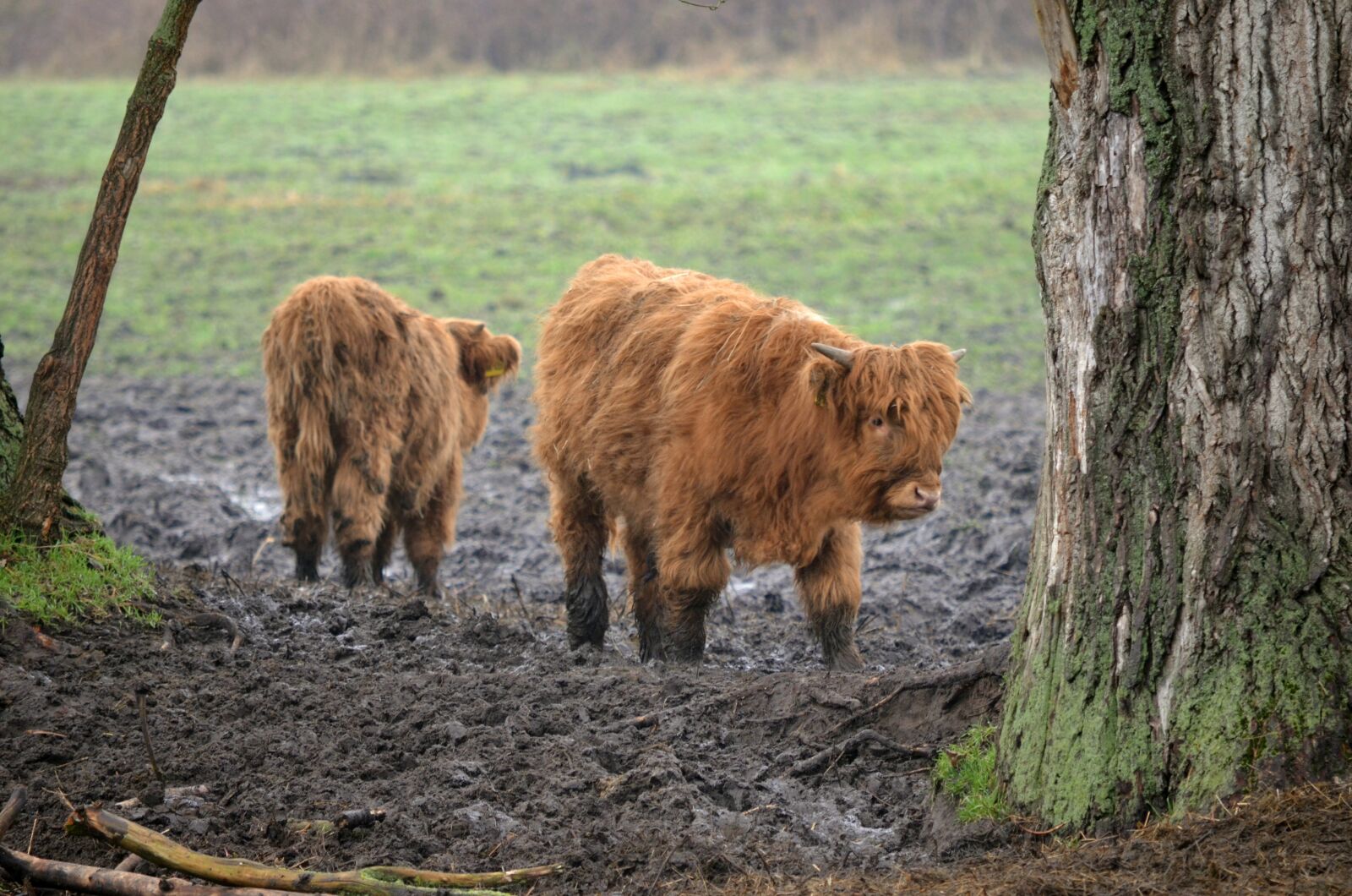 Nikon D5100 sample photo. Mammal, agriculture, cattle photography