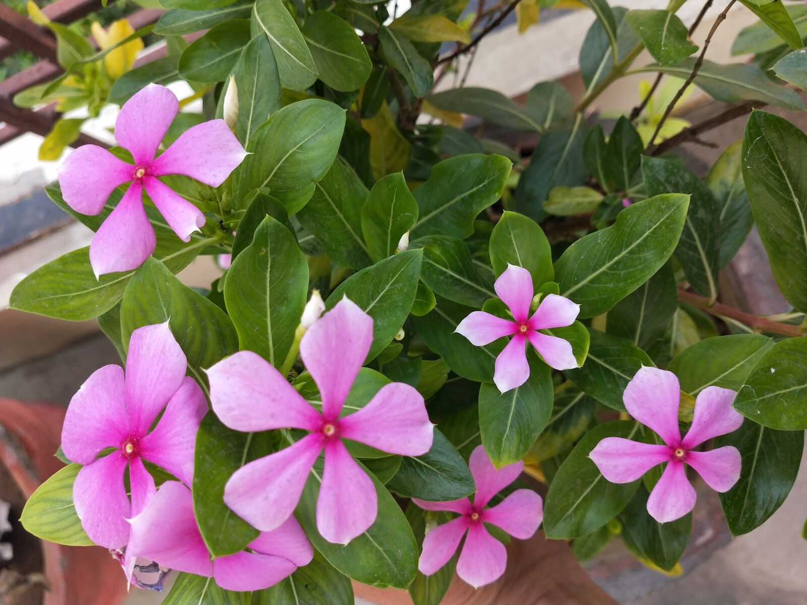 OPPO Realme 2 Pro sample photo. Periwinkle, vinca, pink flower photography