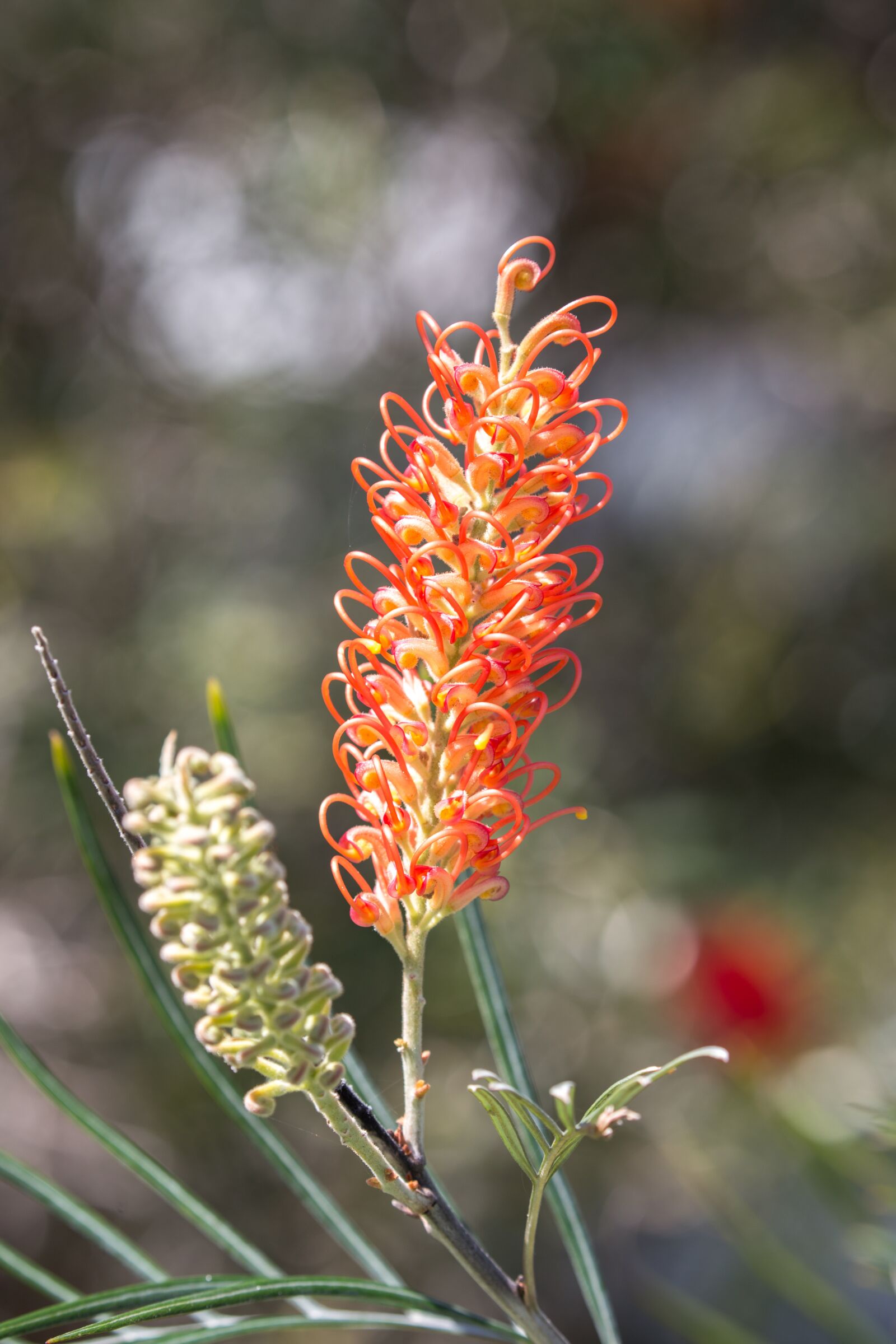 Canon EOS 6D sample photo. Plant, flower, australian photography