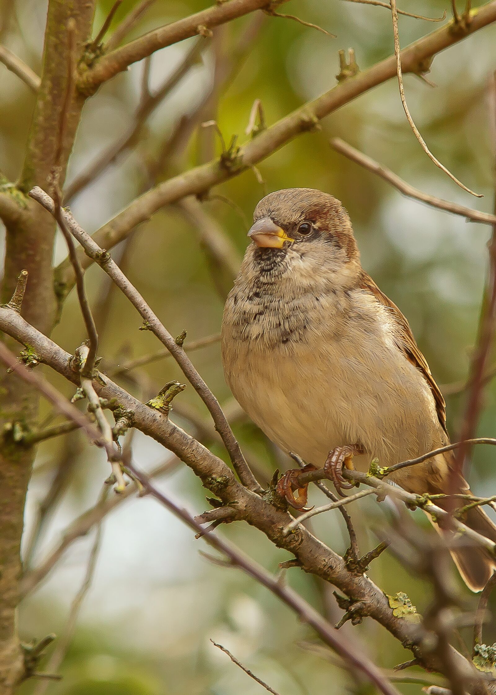 Canon EOS 50D sample photo. Sparrow, nature, sperling photography