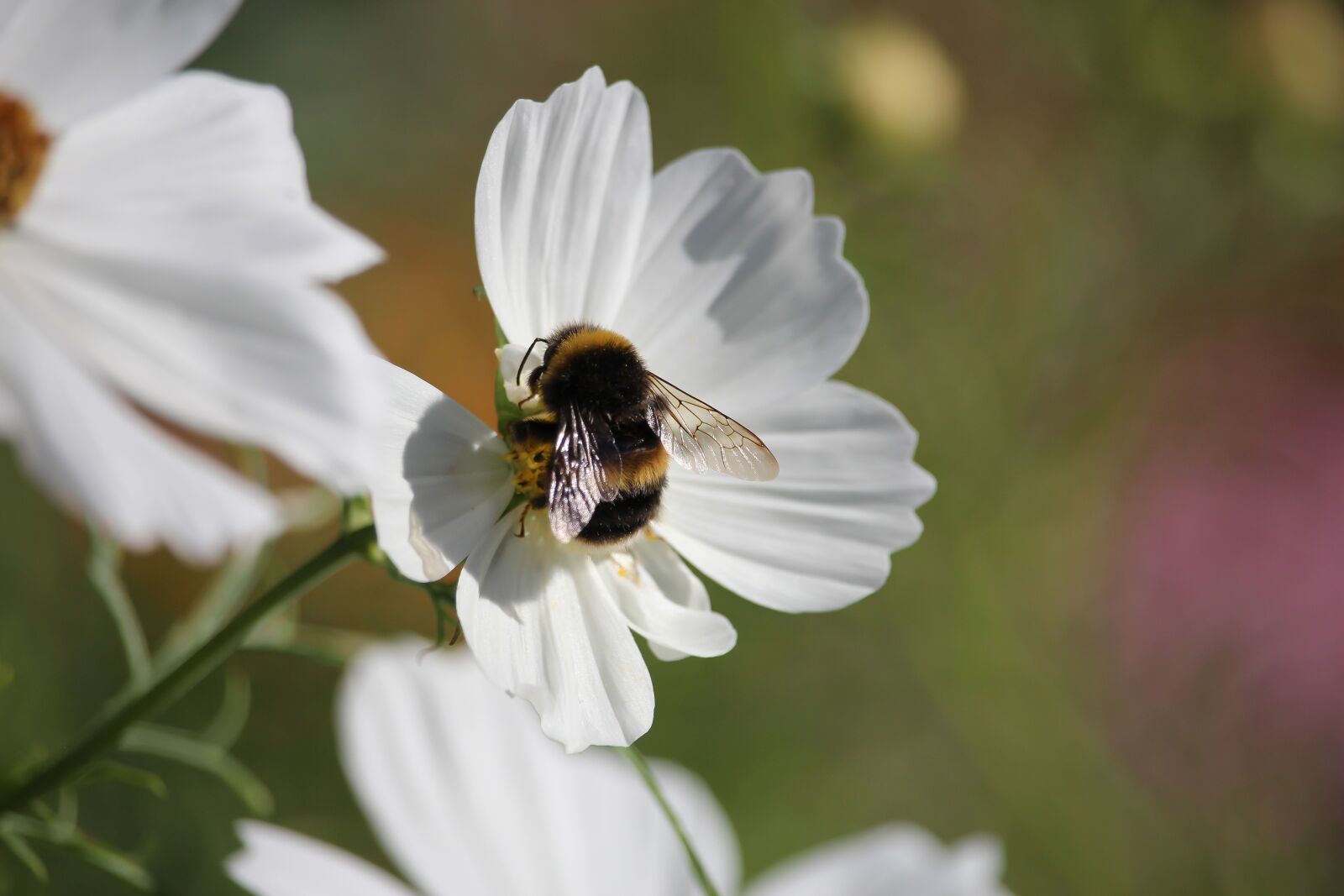 Canon EF-S 55-250mm F4-5.6 IS STM sample photo. Cosmos, flower, nature photography