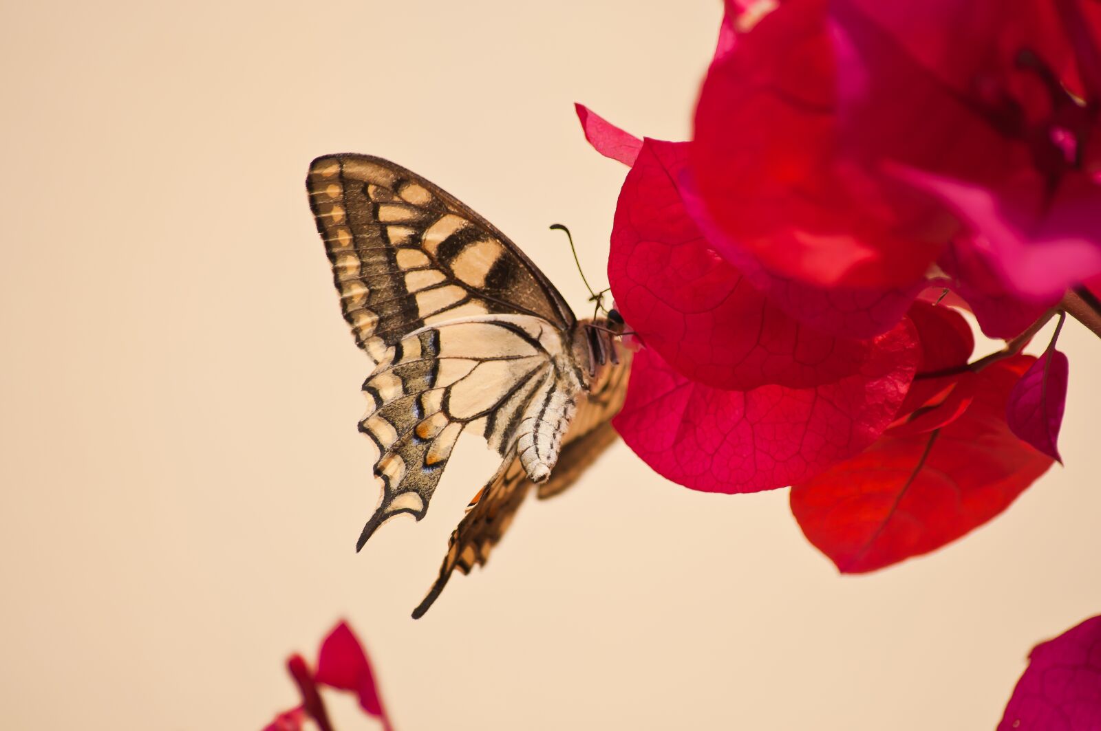 Nikon D90 sample photo. Flower, butterfly, red photography